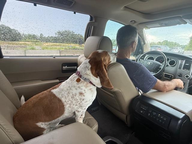 Enlarge Peanut, a Adoptable Basset Hound in Auburndale, FL image 2/3