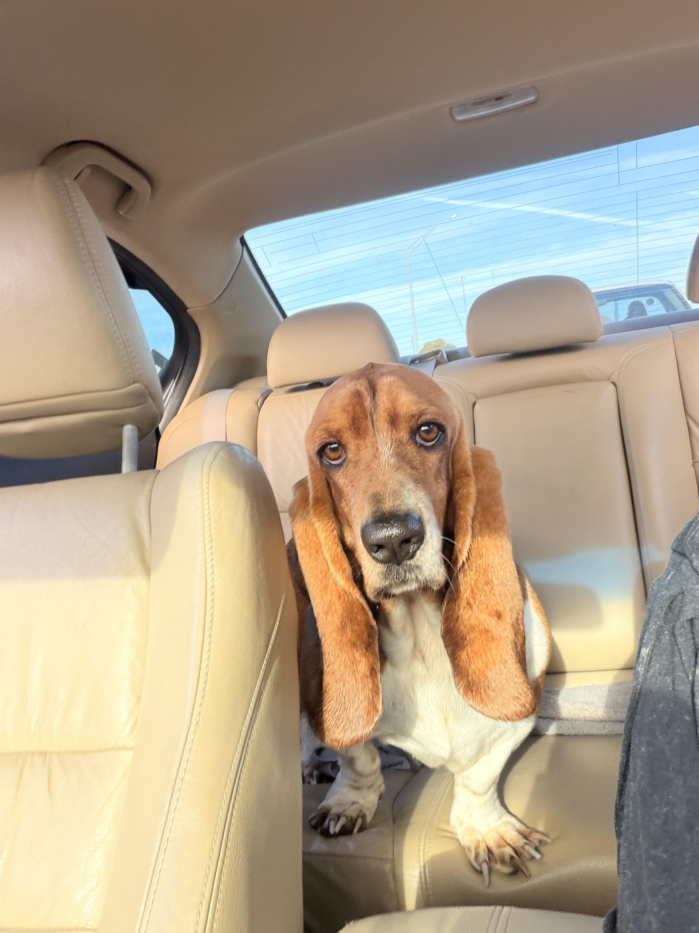 Enlarge Peanut, a Adoptable Basset Hound in Auburndale, FL image 1/3