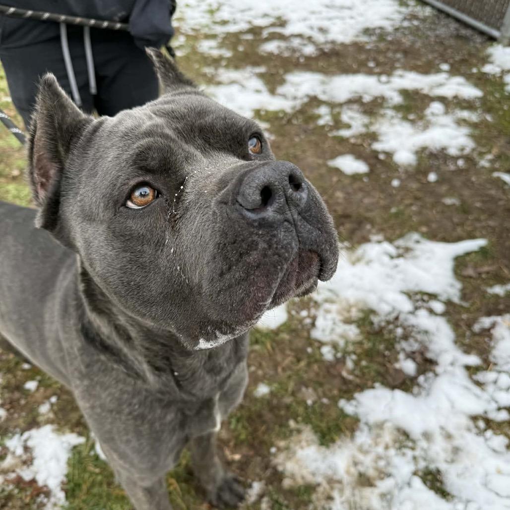 Titus, Adoptable, Adult Male Cane Corso.