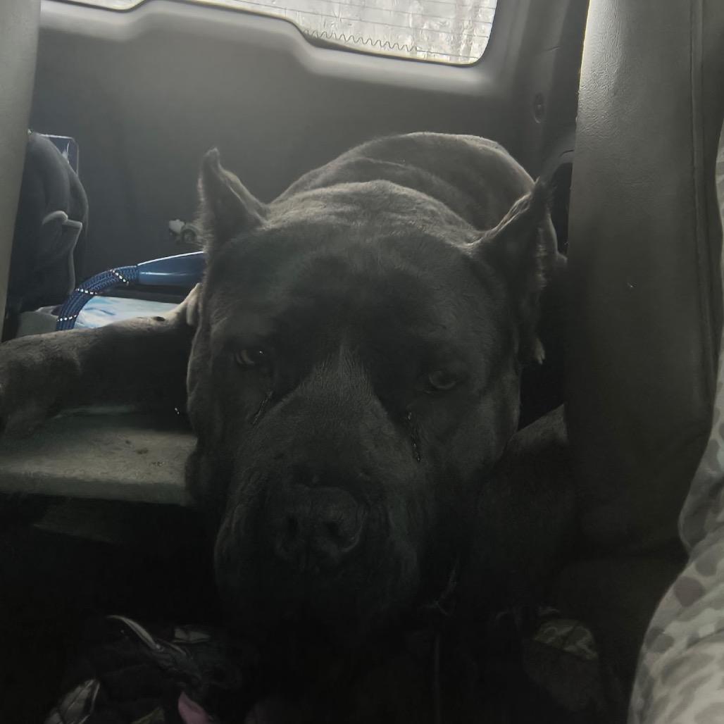Enlarge Titus, a Adoptable Cane Corso in manchester, PA image 2/6