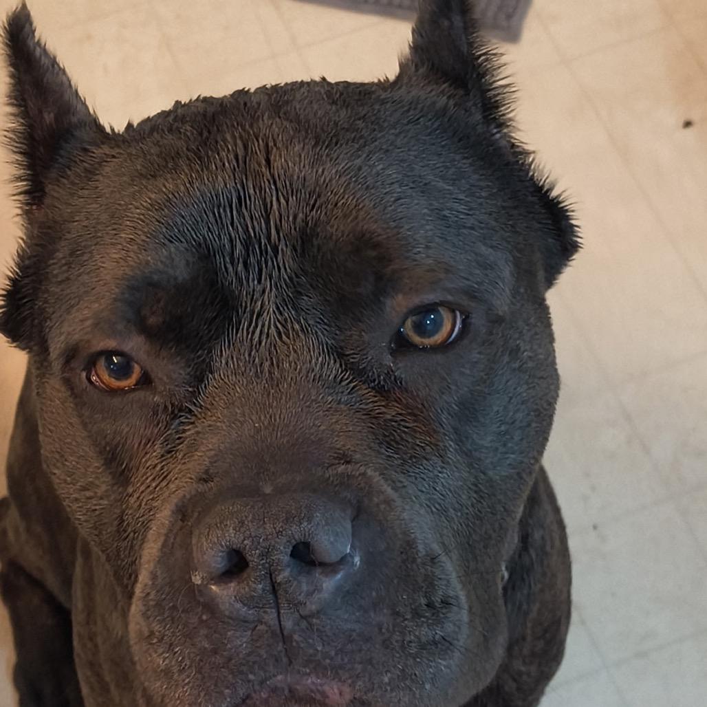 Enlarge Titus, a Adoptable Cane Corso in manchester, PA image 3/6