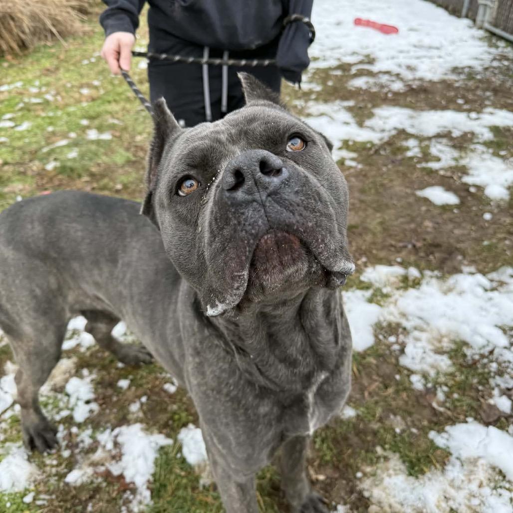 Enlarge Titus, a Adoptable Cane Corso in manchester, PA image 4/6