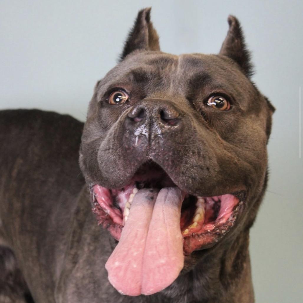 Enlarge Titus, a Adoptable Cane Corso in manchester, PA image 5/6
