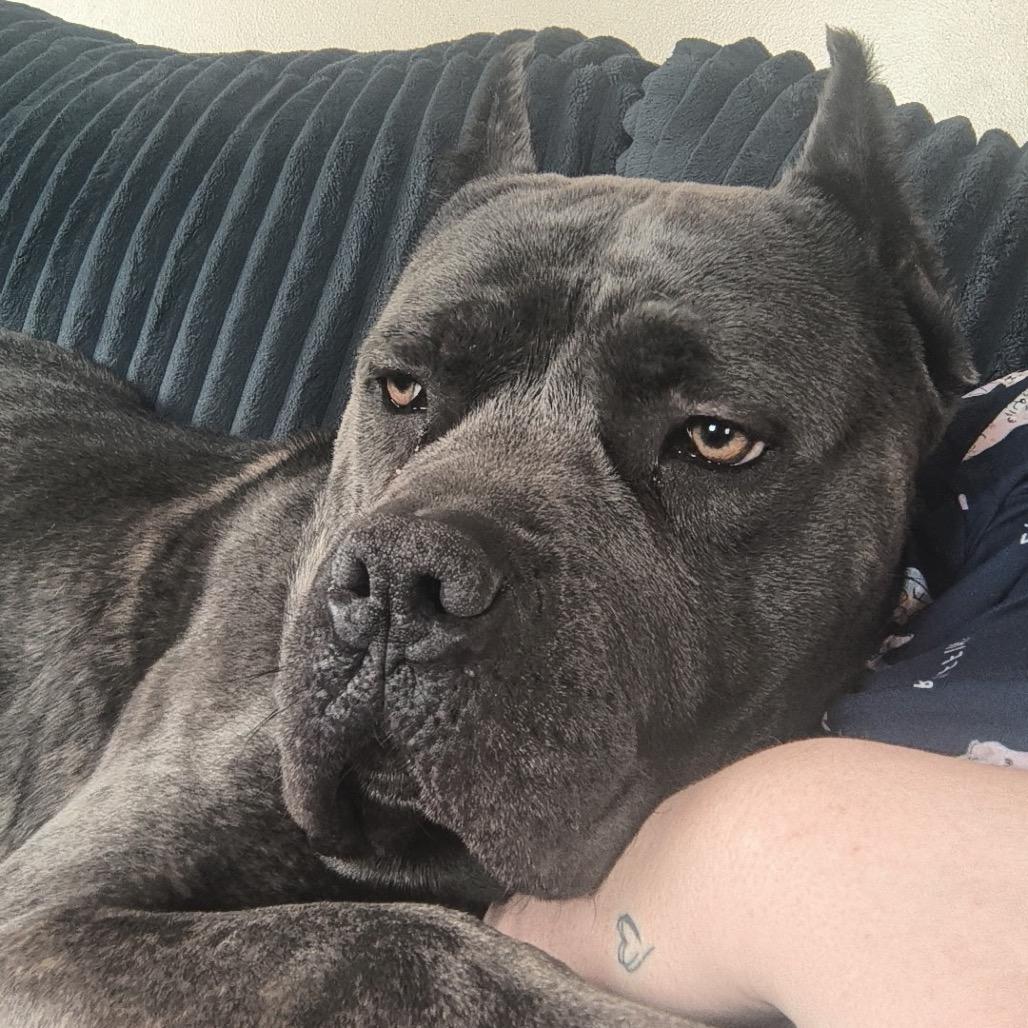 Enlarge Titus, a Adoptable Cane Corso in manchester, PA image 6/6