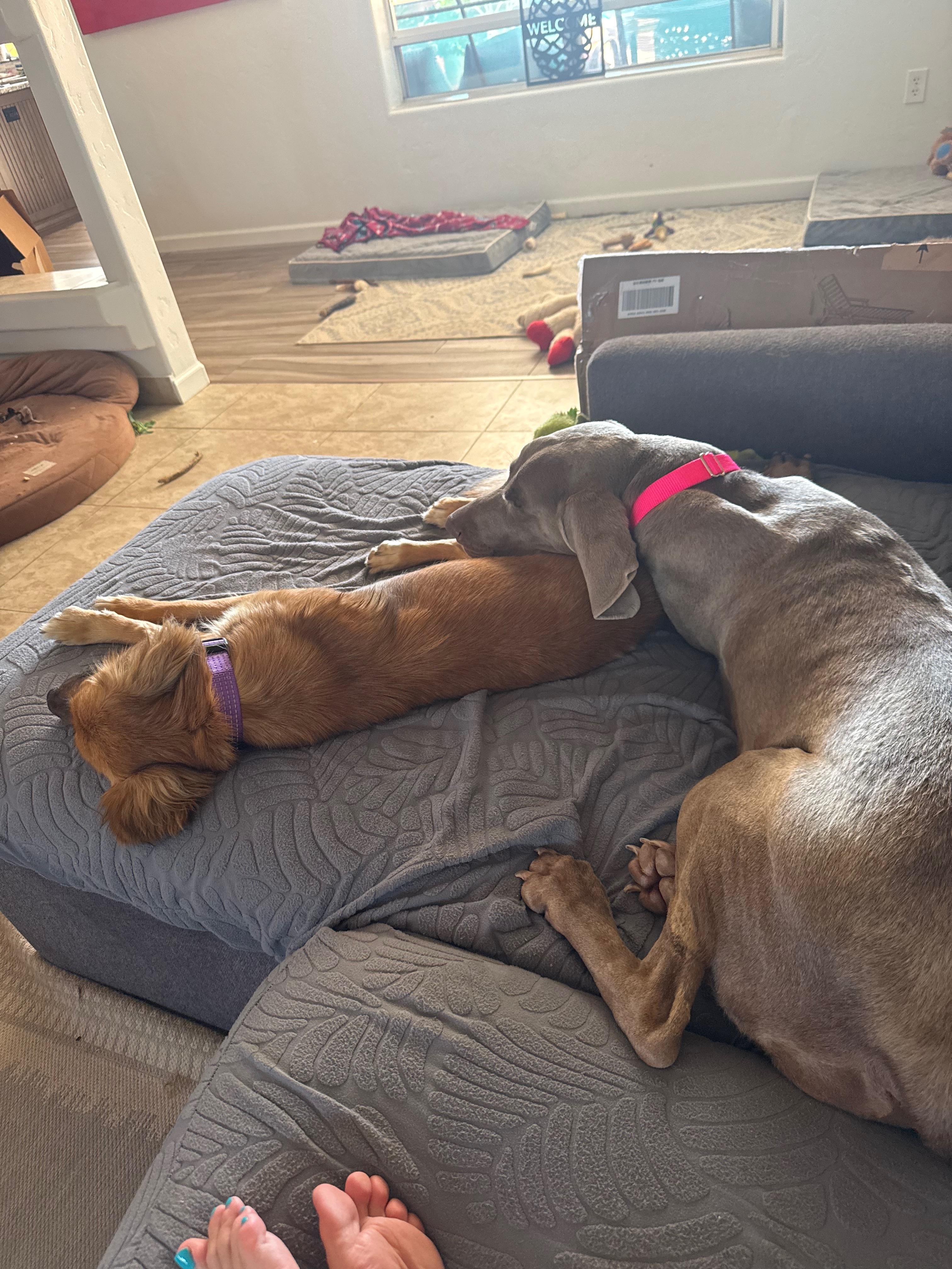 Enlarge Rio, a Adoptable Weimaraner in Scottsdale, AZ image 5/5