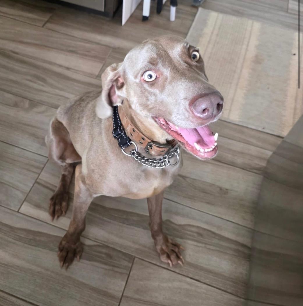 Enlarge Rio, a Adoptable Weimaraner in Scottsdale, AZ image 1/5