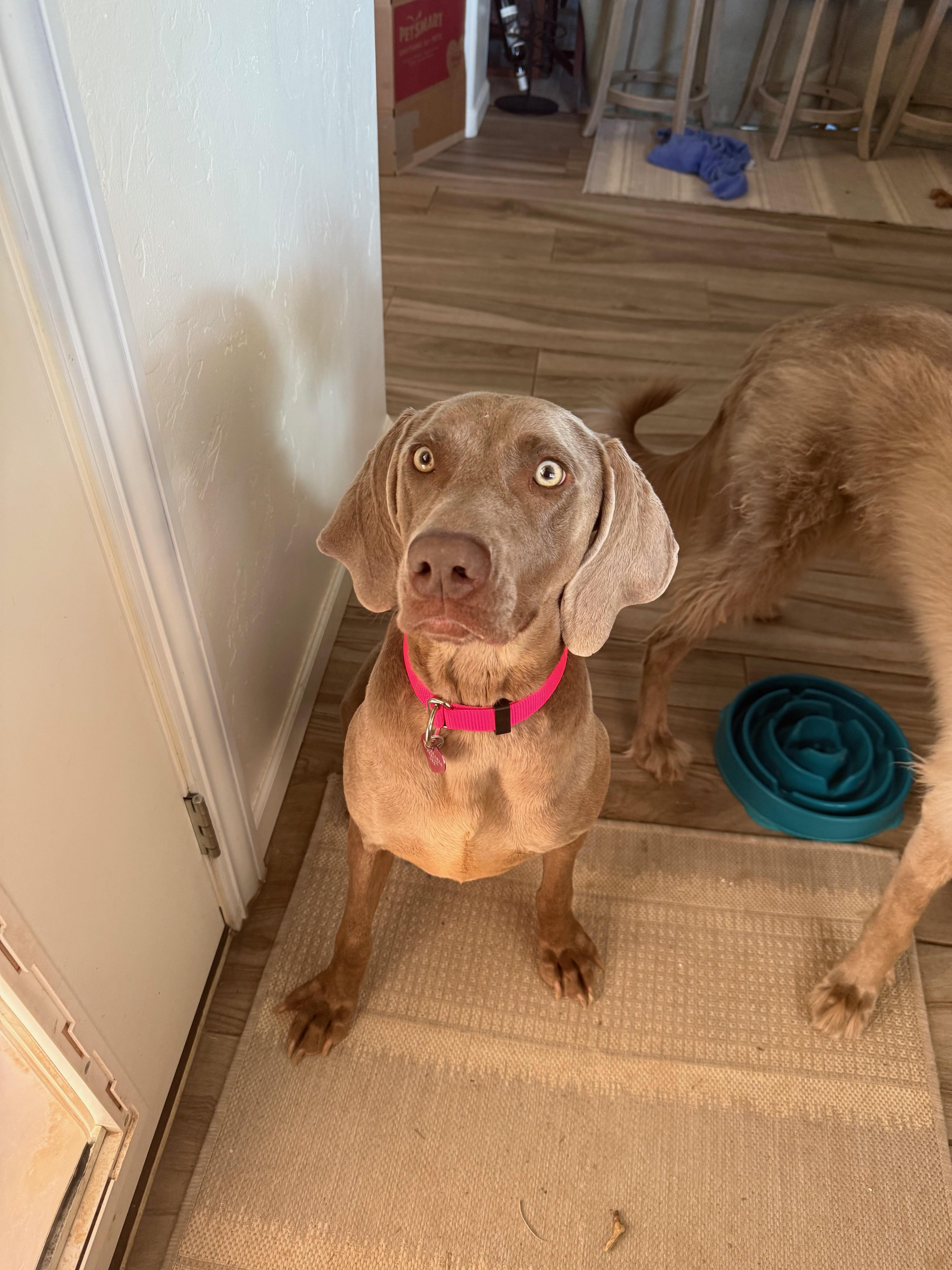 Enlarge Rio, a Adoptable Weimaraner in Scottsdale, AZ image 3/5