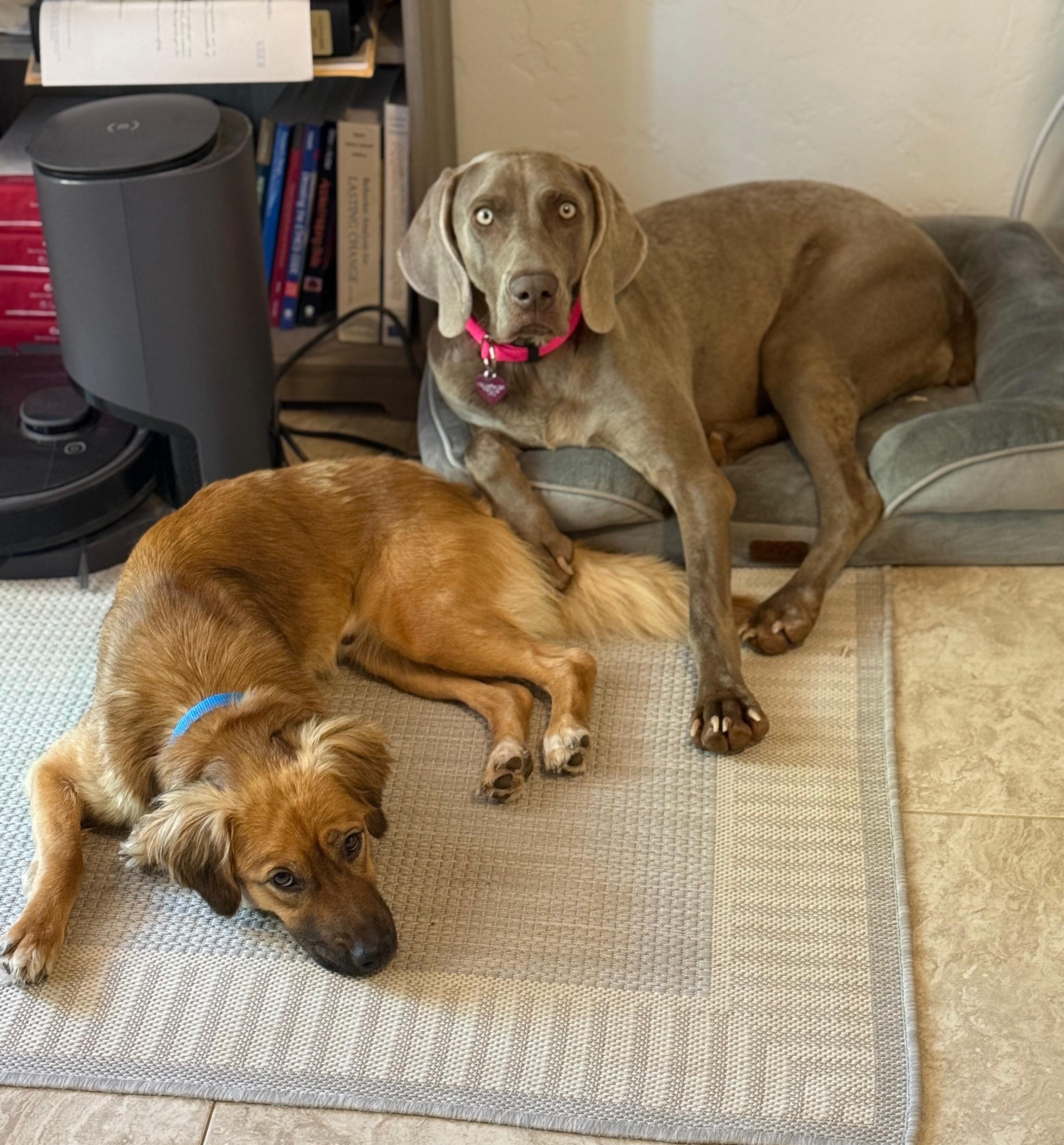 Enlarge Rio, a Adoptable Weimaraner in Scottsdale, AZ image 4/5