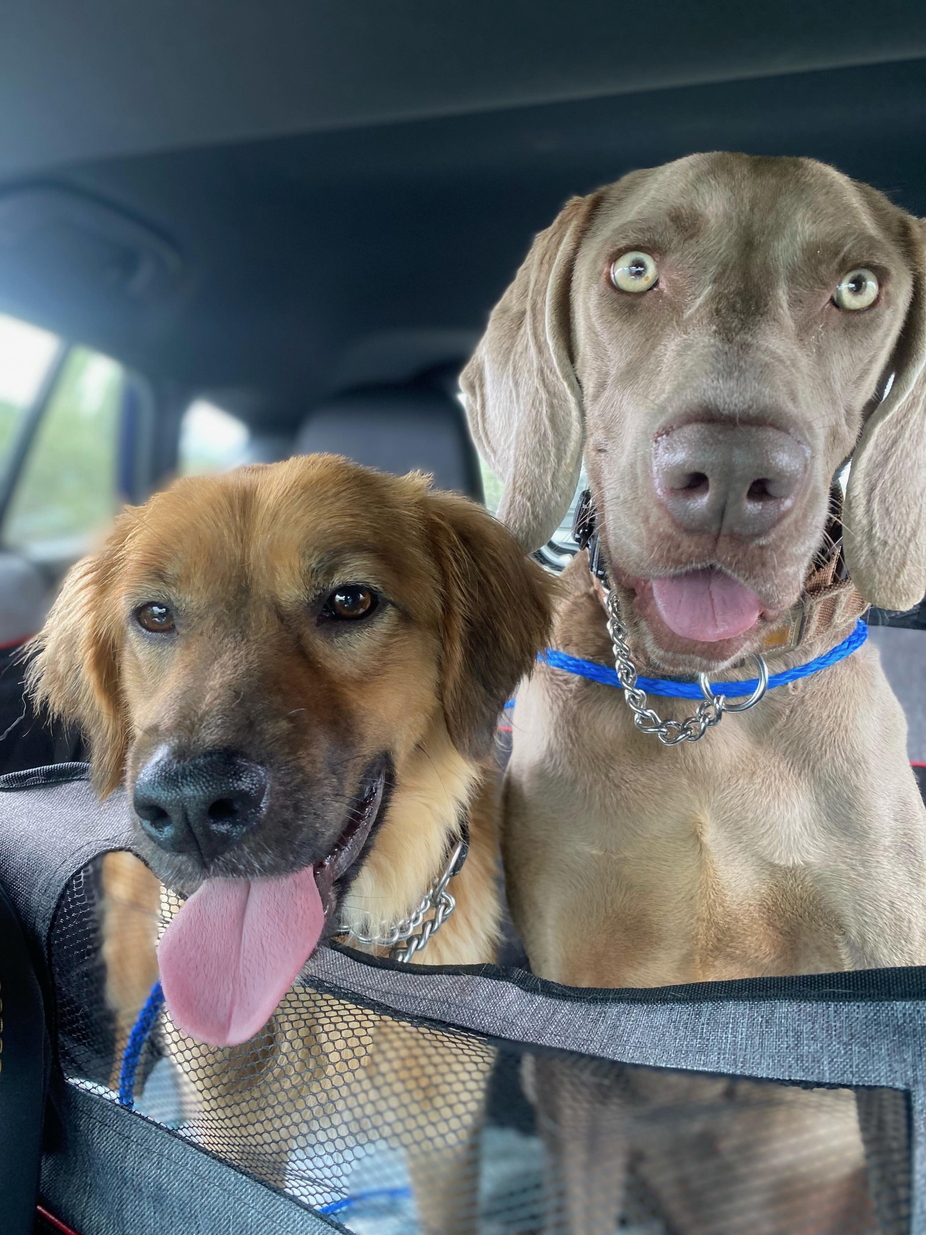 Enlarge Rio, a Adoptable Weimaraner in Scottsdale, AZ image 2/5