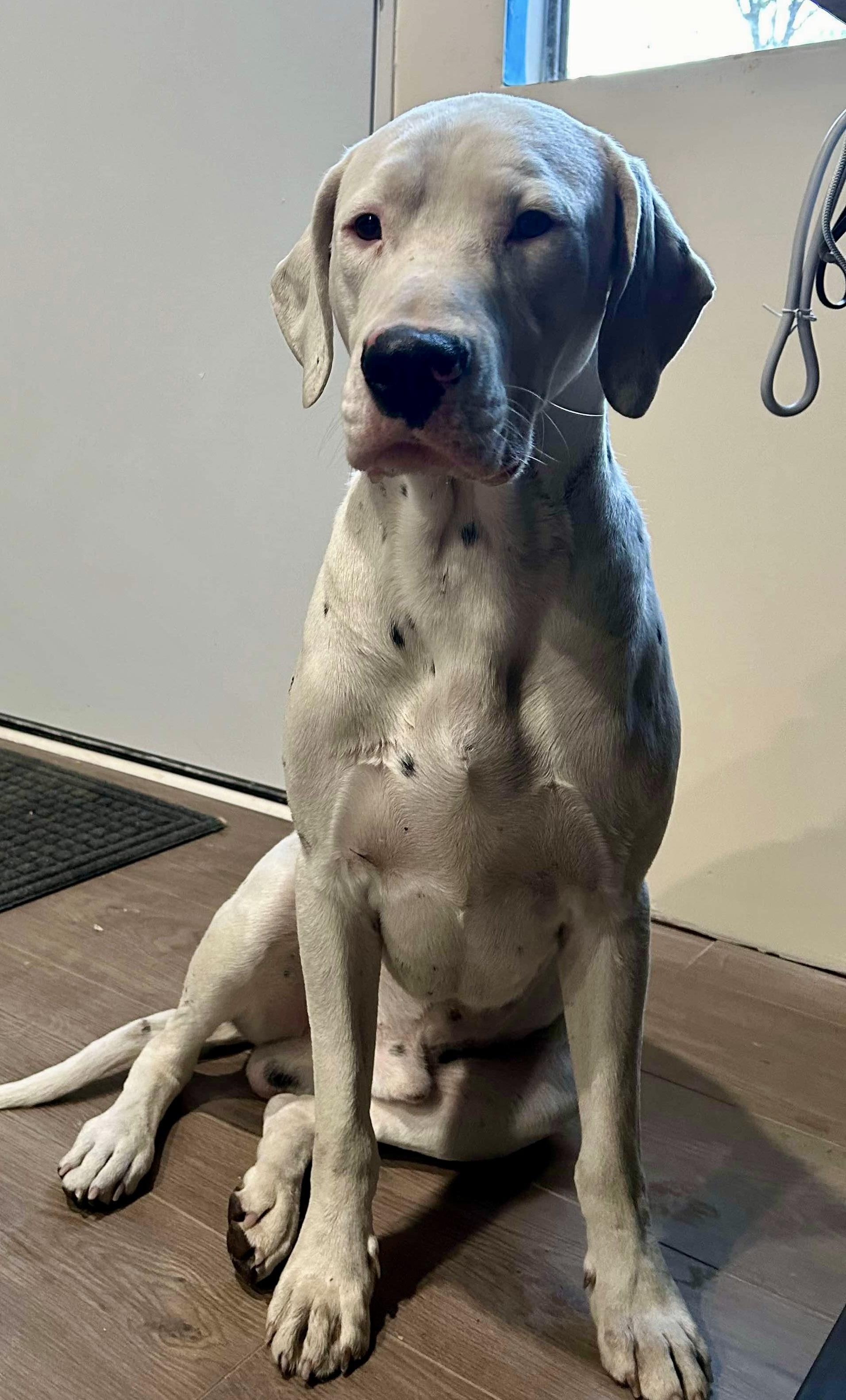 Enlarge Freckles, a Adopted mixed breed in Lake Arrowhead, CA image 1/4