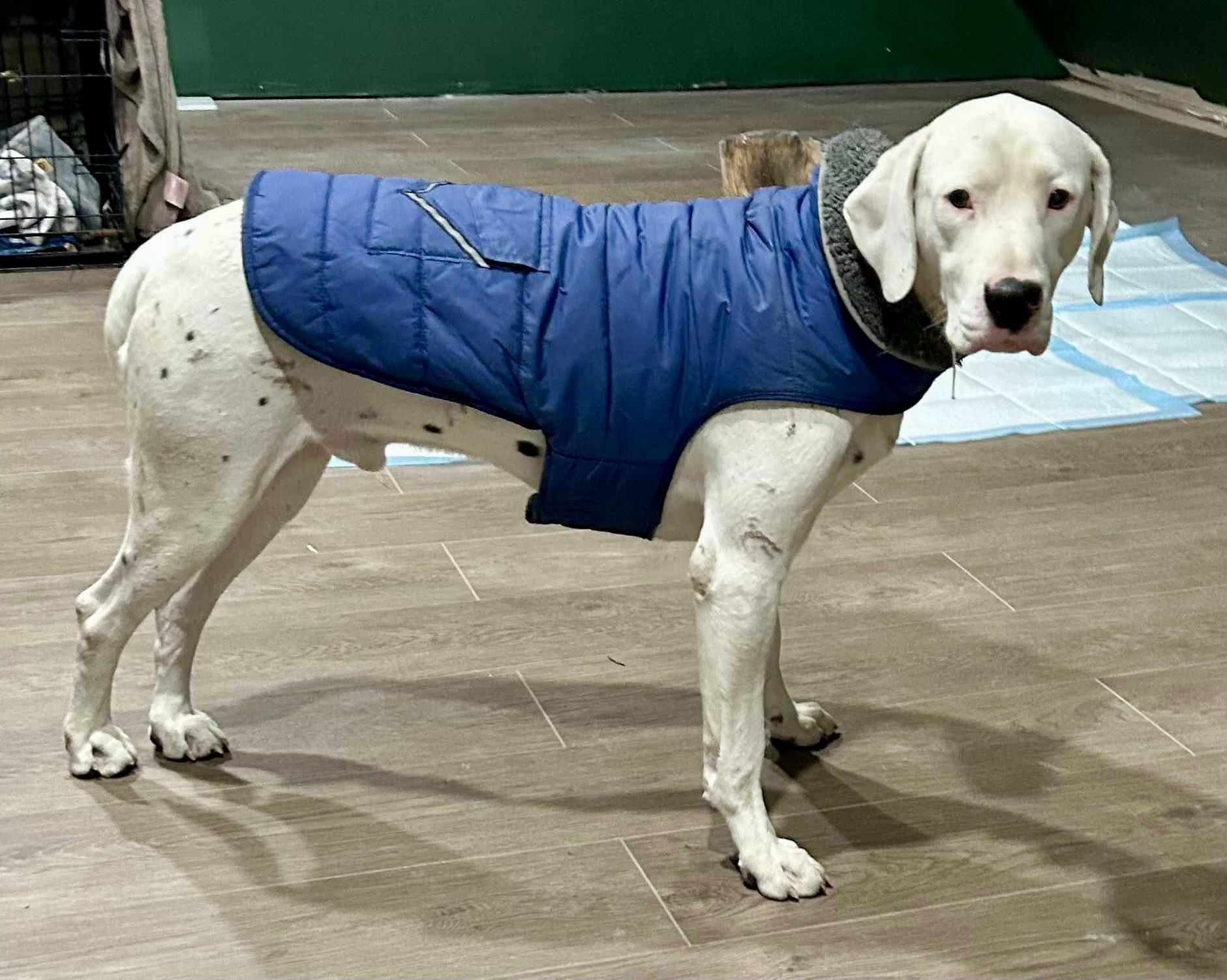 Enlarge Freckles, a Adopted mixed breed in Lake Arrowhead, CA image 3/4