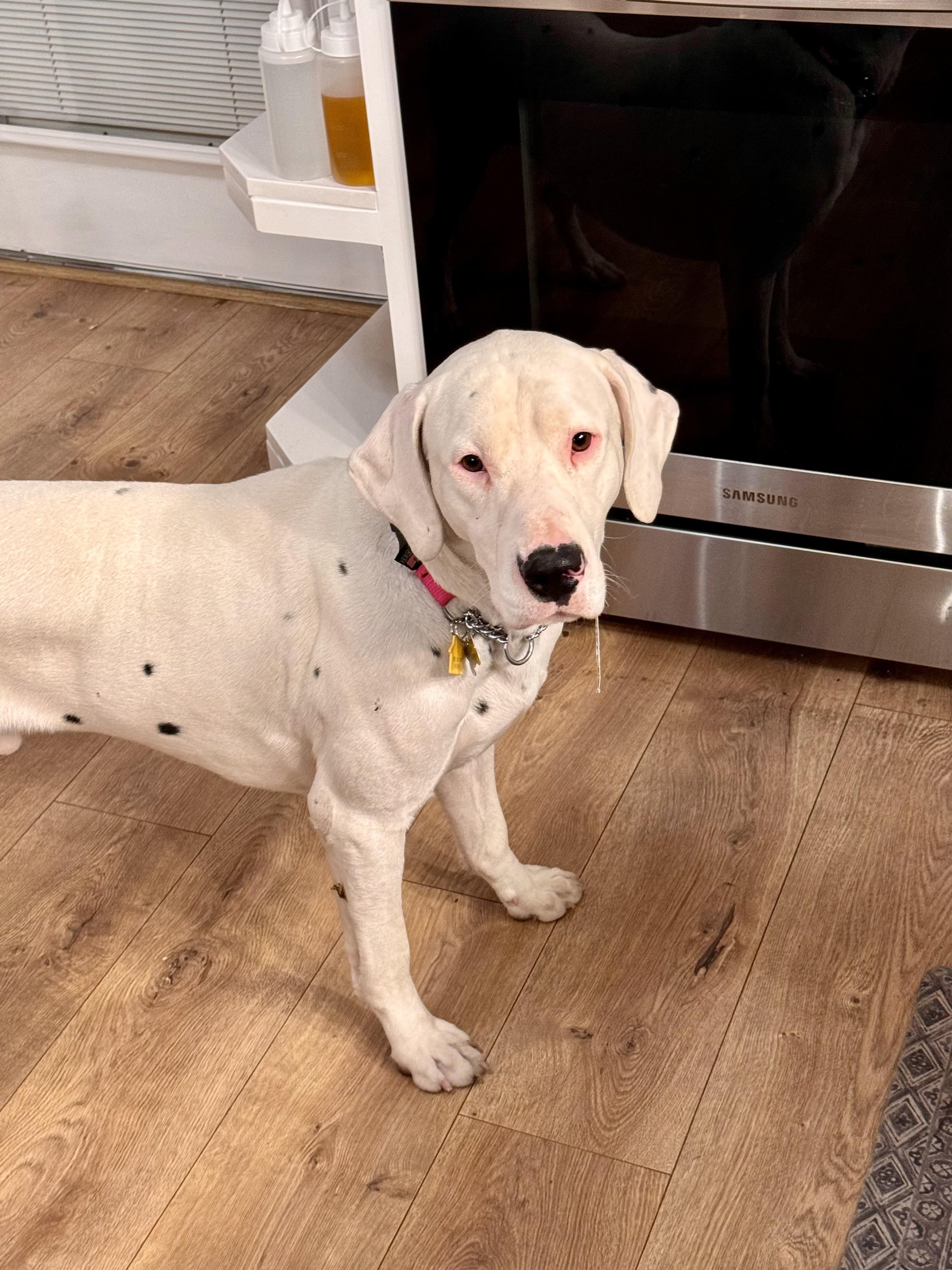 Enlarge Freckles, a Adopted mixed breed in Lake Arrowhead, CA image 2/4