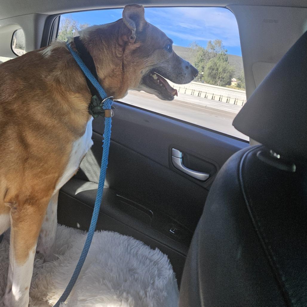 Ribbon — thumbnail 2