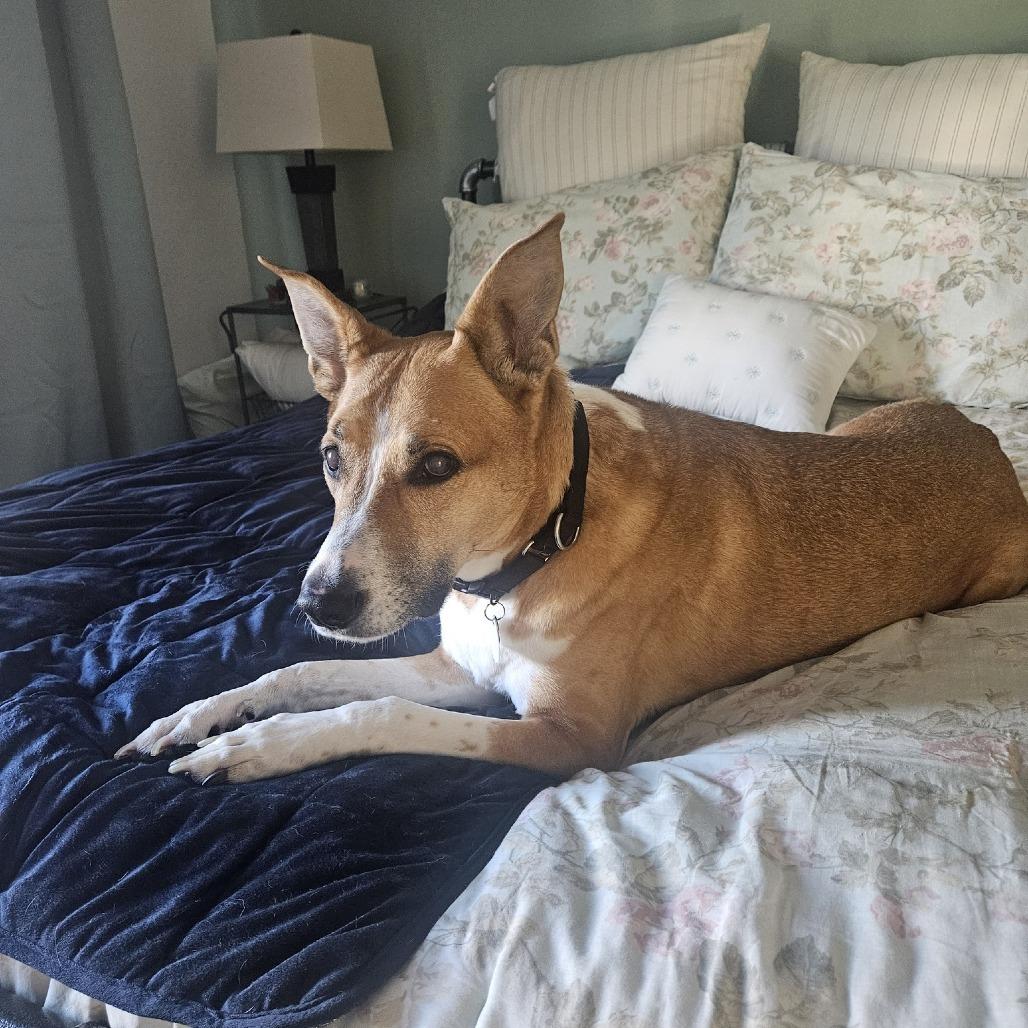 Ribbon — thumbnail 3