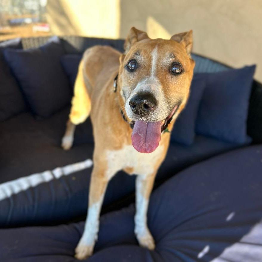 Ribbon — thumbnail 4