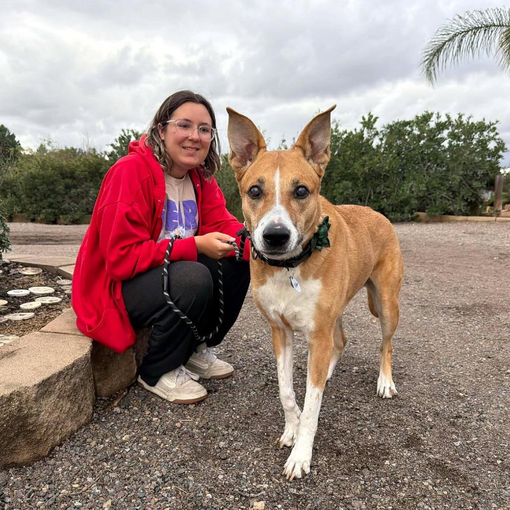 Ribbon — thumbnail 6