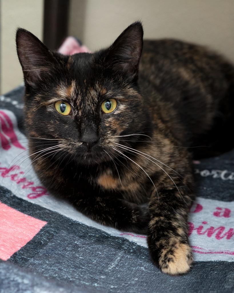 Enlarge Toaster Oven, a Adoptable mixed breed in Boone, IA image 1/3