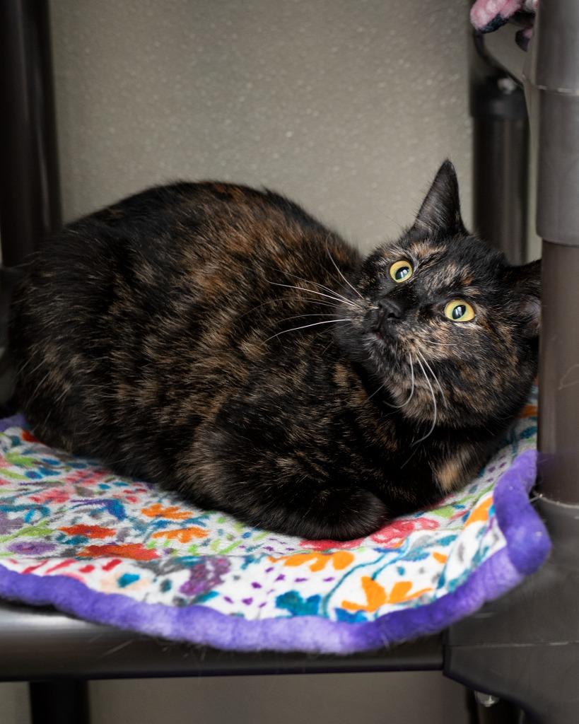 Enlarge Toaster Oven, a Adoptable mixed breed in Boone, IA image 2/3