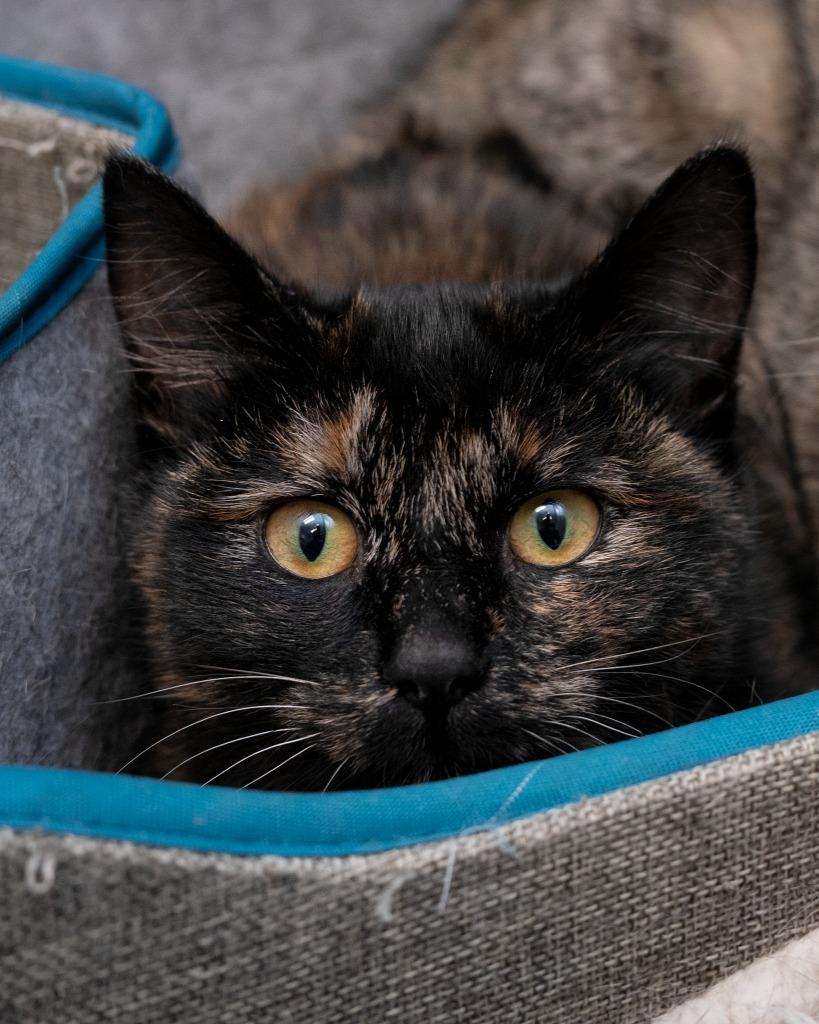 Toaster Oven, Adoptable, Kitten Female Domestic Short Hair.