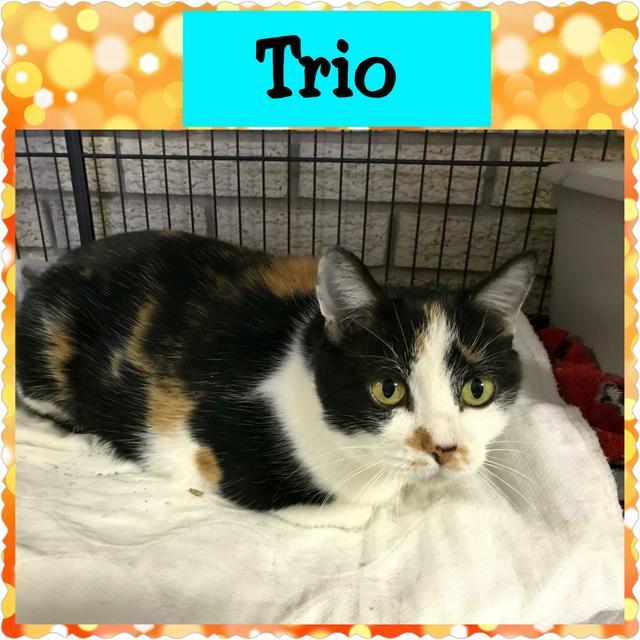 Trio, Adopted, Senior Female American Shorthair.