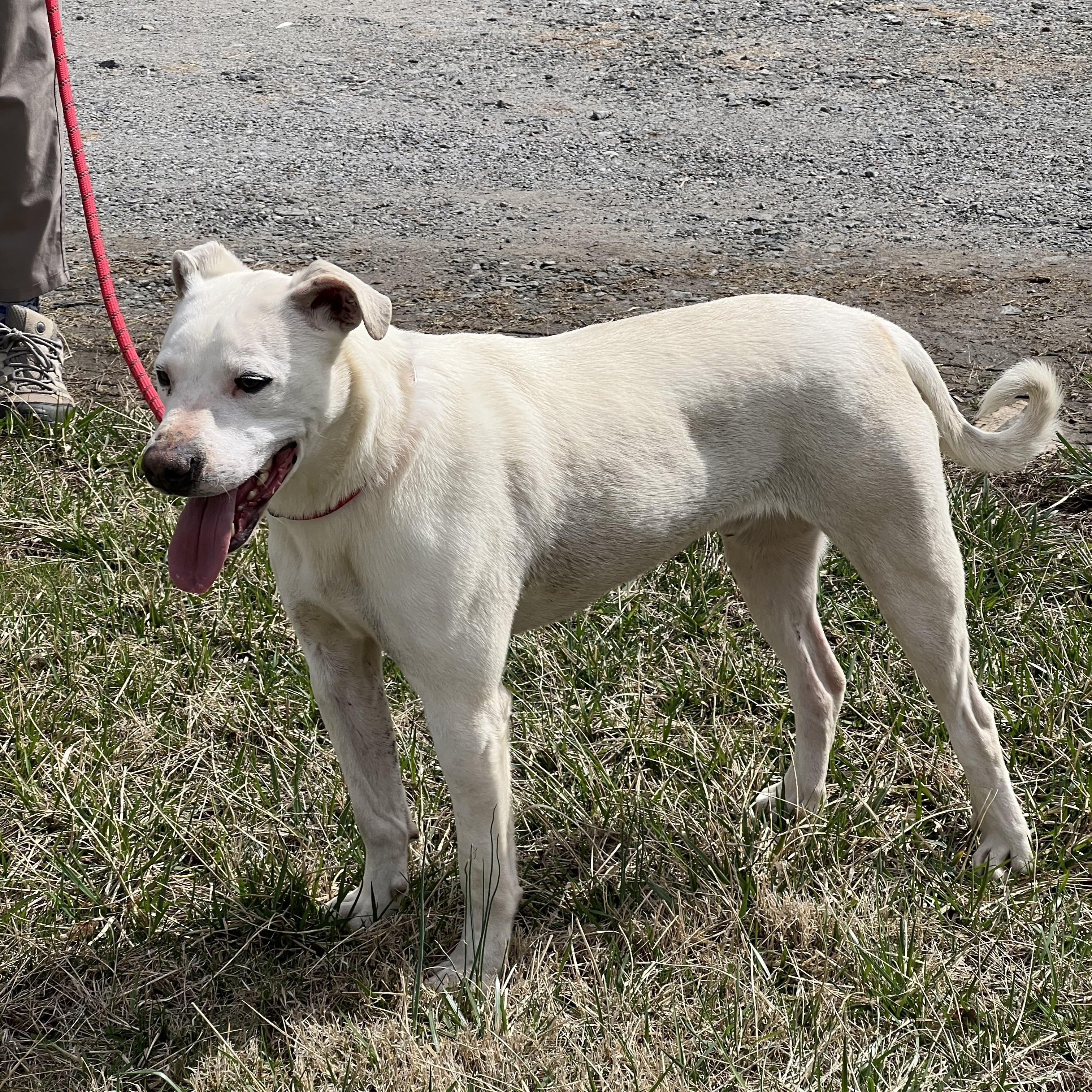 Enlarge Chapo, a ADOPTABLE mixed breed in sparta, NC image 3/5
