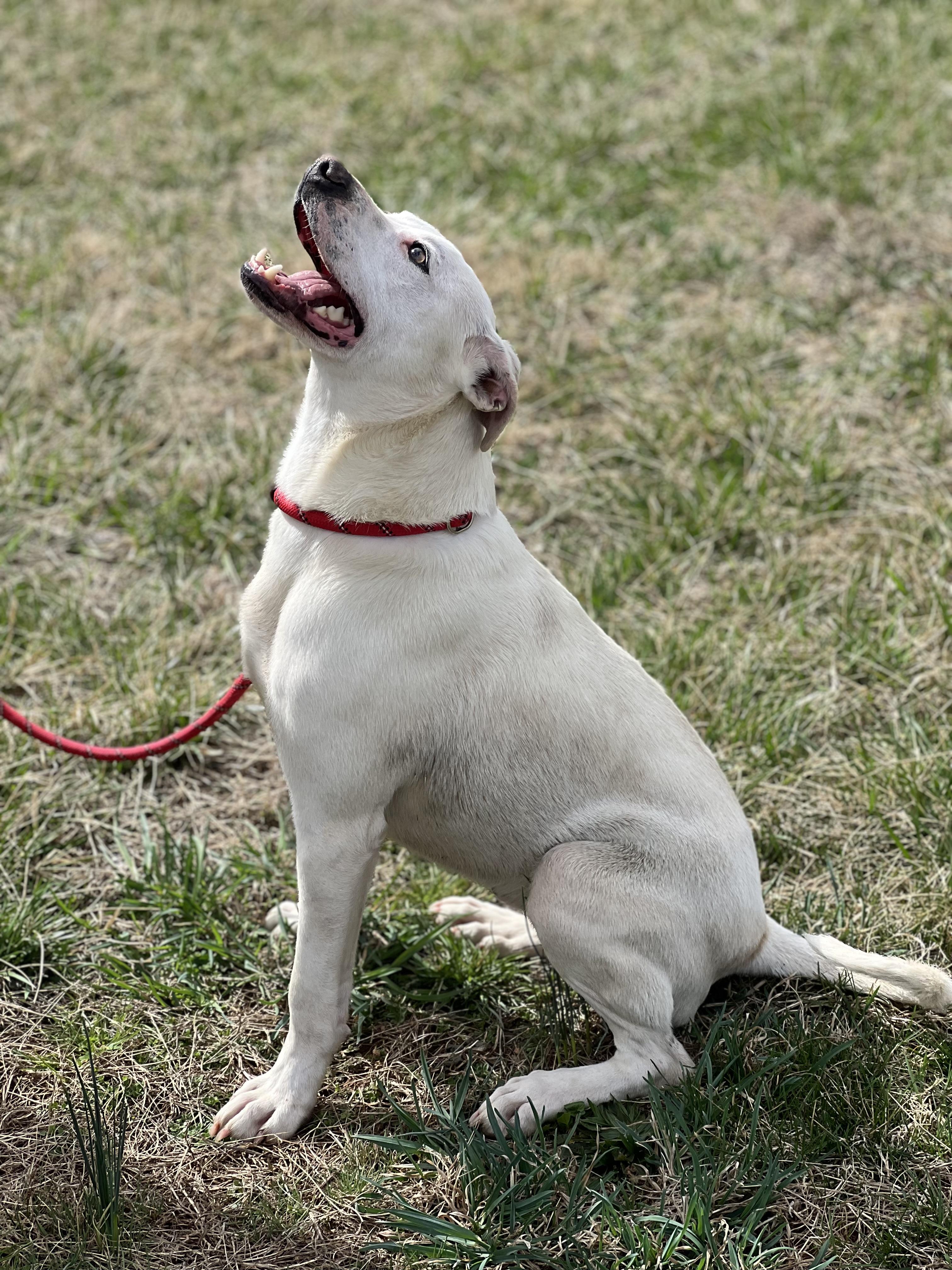 Chapo, ADOPTABLE, Adult Male Labrador Retriever & Pit Bull Terrier.