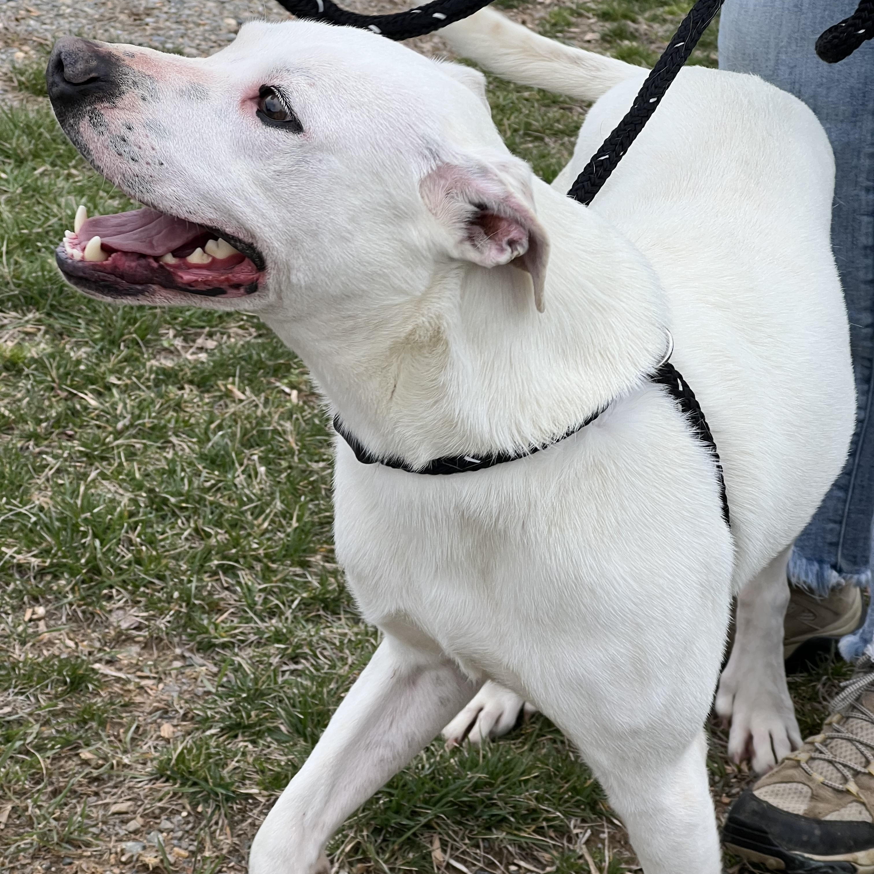 Enlarge Chapo, a ADOPTABLE mixed breed in sparta, NC image 5/5