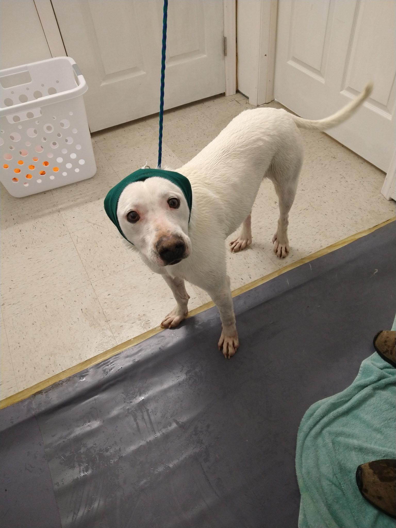 Enlarge Chapo, a ADOPTABLE mixed breed in sparta, NC image 2/5