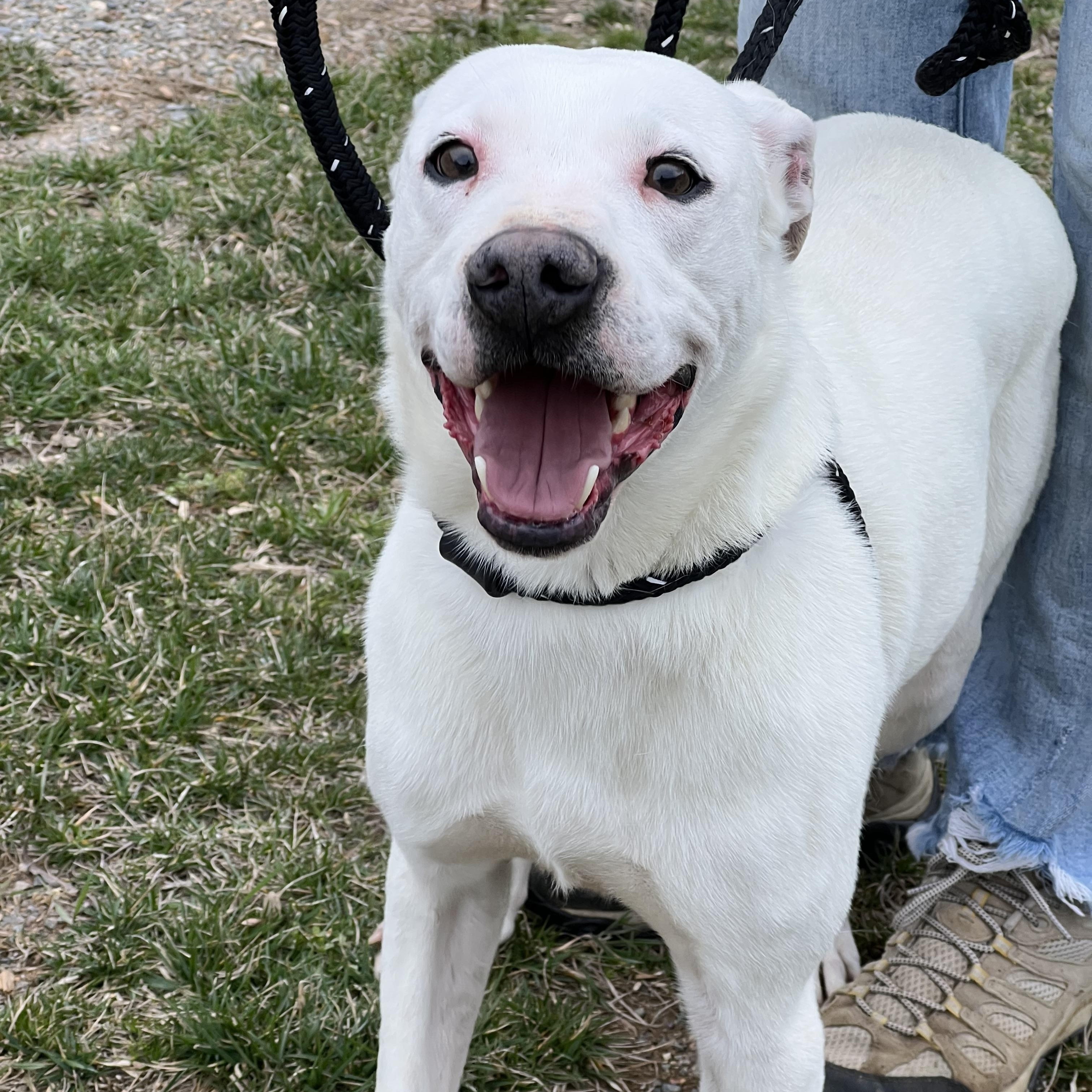 Enlarge Chapo, a ADOPTABLE mixed breed in sparta, NC image 4/5