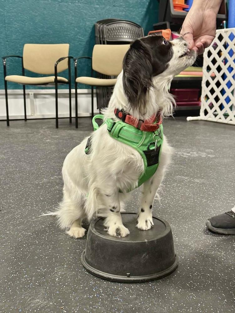 Comet - Pending Adoption, Adoptable, Adult Male Mixed Breed.