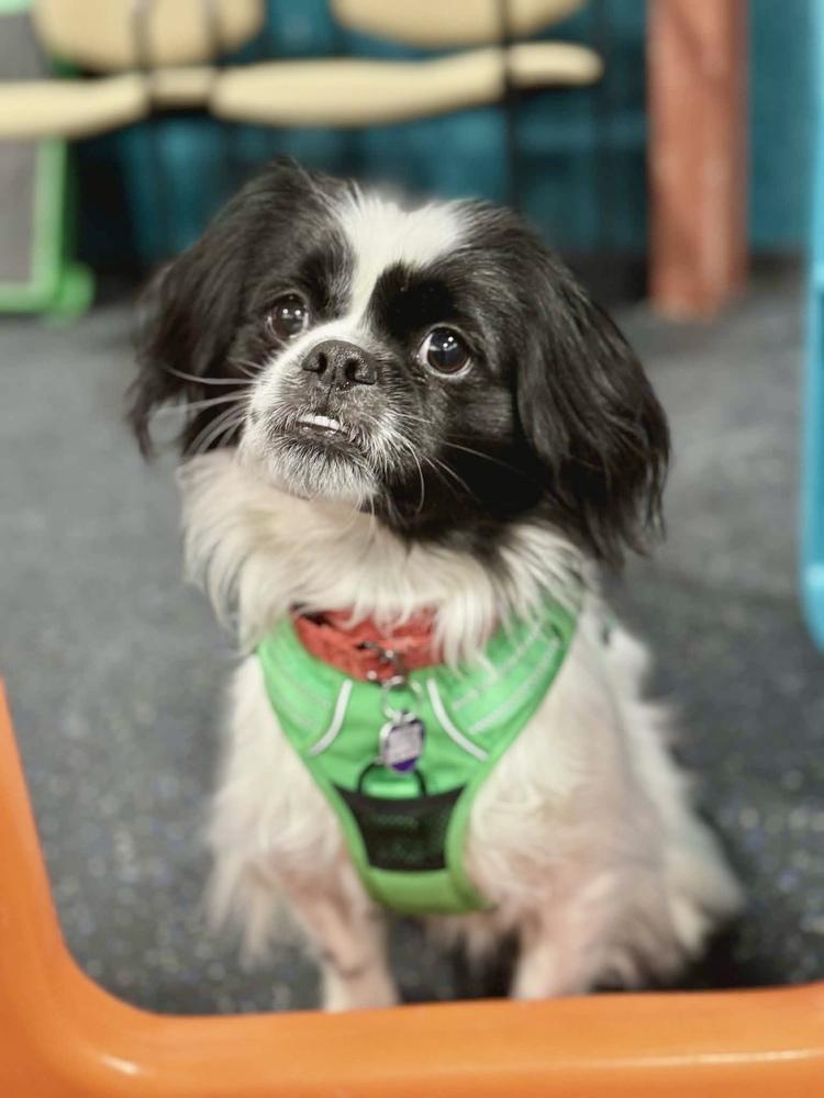 Enlarge Comet - Pending Adoption, a Adoptable mixed breed in Grand Rapids, MI image 2/6