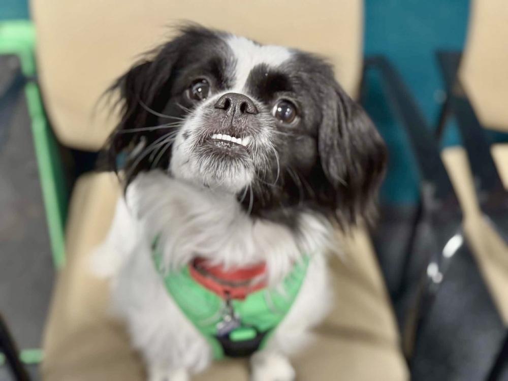 Enlarge Comet - Pending Adoption, a Adoptable mixed breed in Grand Rapids, MI image 3/6