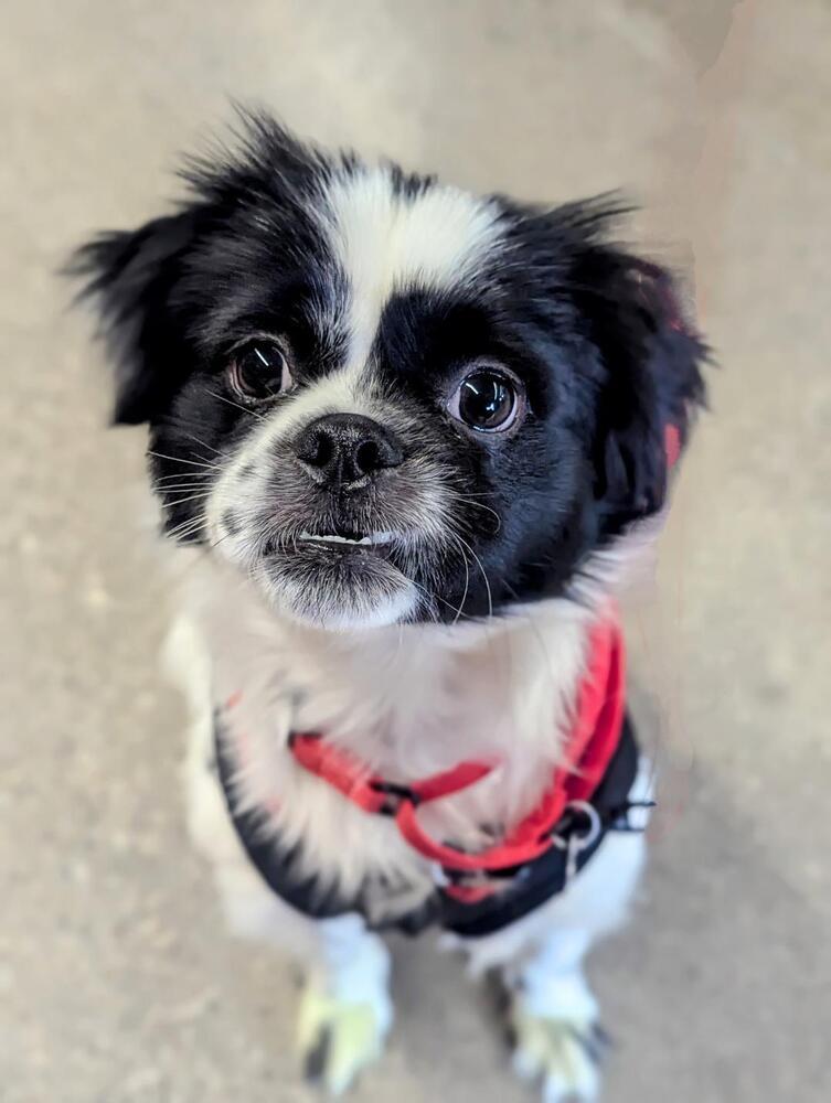 Enlarge Comet - Pending Adoption, a Adoptable mixed breed in Grand Rapids, MI image 5/6