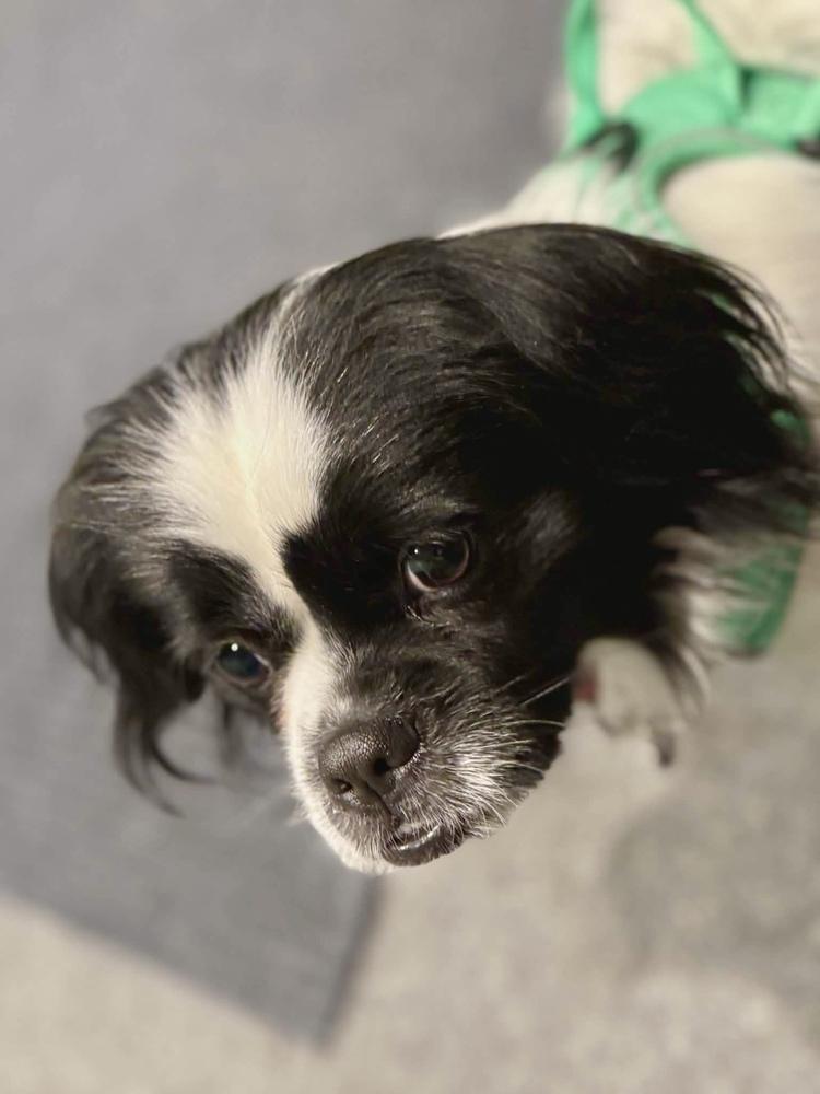 Enlarge Comet - Pending Adoption, a Adoptable mixed breed in Grand Rapids, MI image 6/6