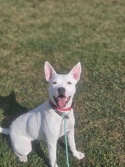 Enlarge Baby, a Adoptable mixed breed in Mount Pleasant, IA image 1/3