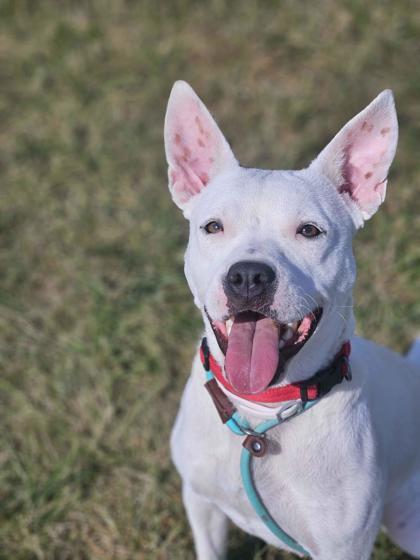 Enlarge Baby, a Adoptable mixed breed in Mount Pleasant, IA image 2/3