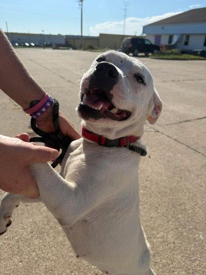 Enlarge Baby, a Adoptable mixed breed in Mount Pleasant, IA image 3/3