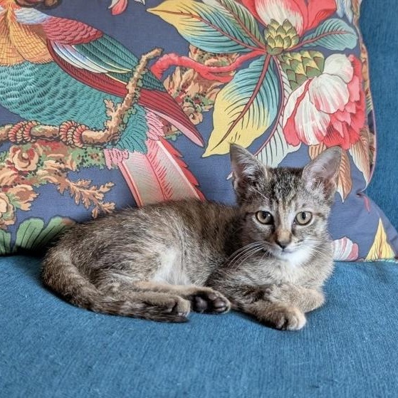 Wren, Adoptable, Kitten Female Domestic Short Hair.