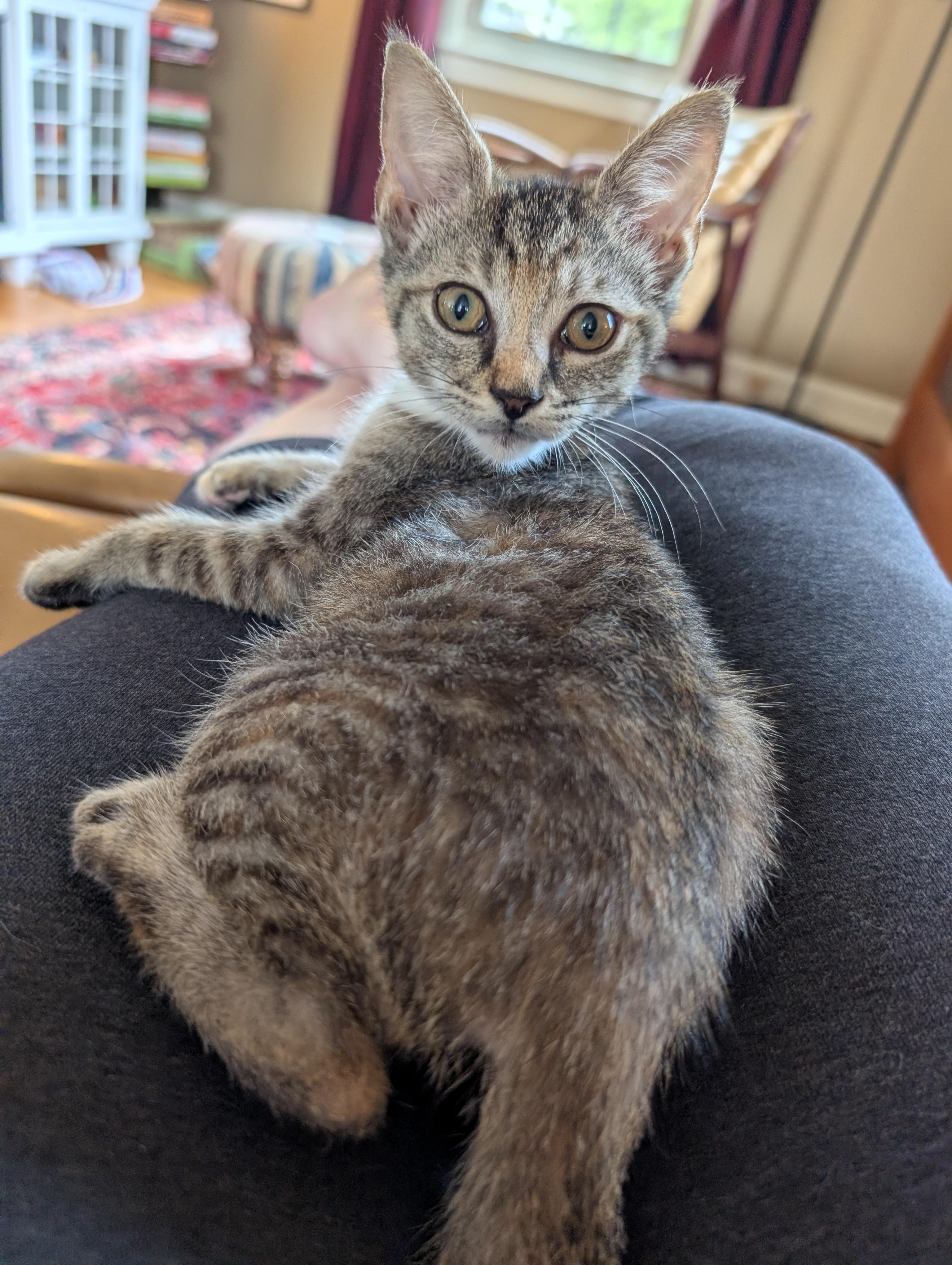 Enlarge Wren, a Adoptable Domestic Short Hair in Alexandria, VA image 5/6