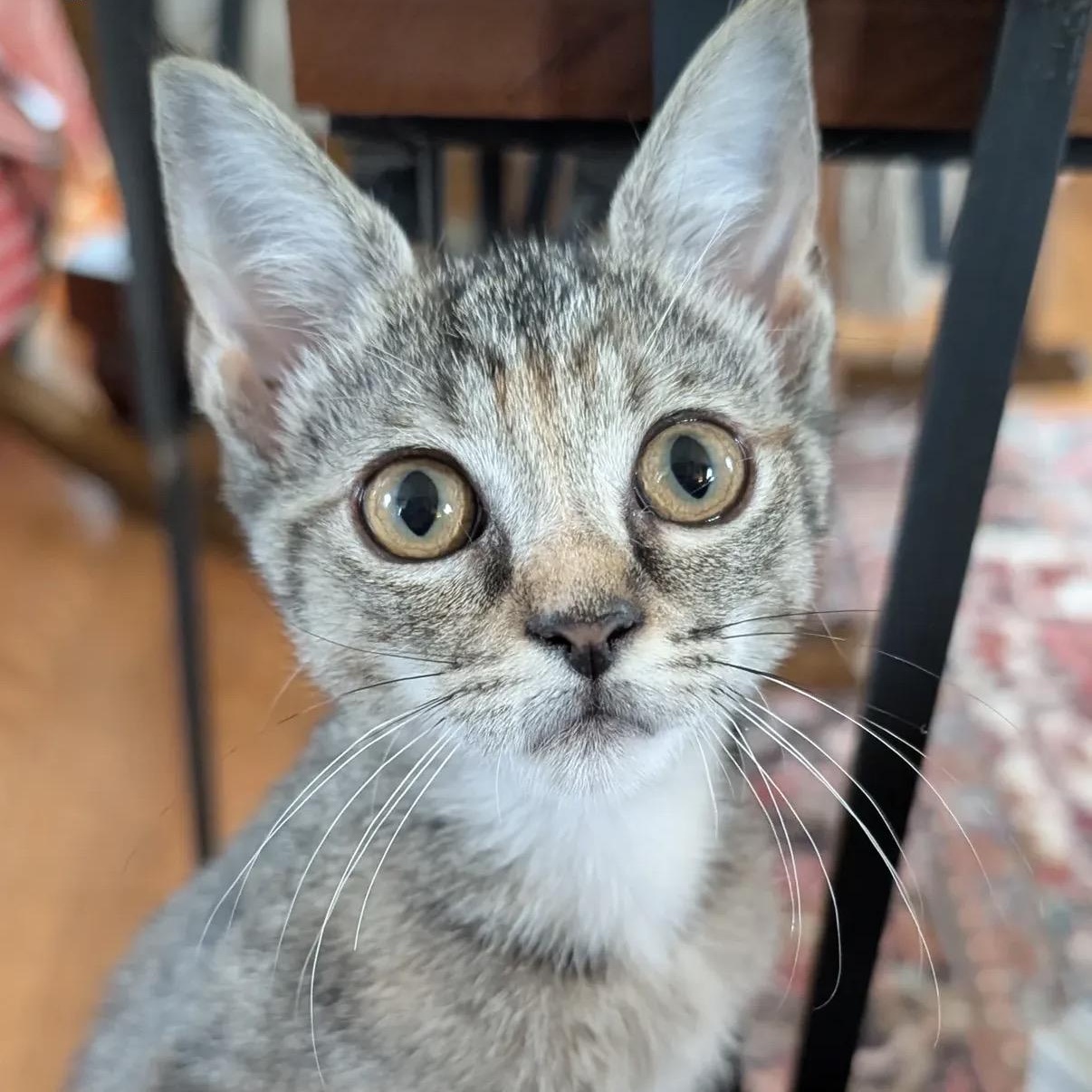 Enlarge Wren, a Adoptable Domestic Short Hair in Alexandria, VA image 2/6