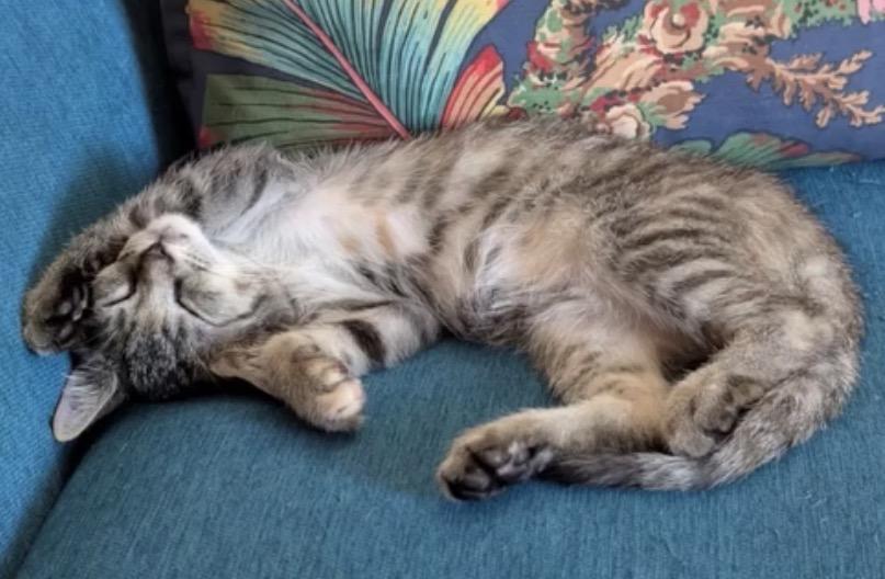 Enlarge Wren, a Adoptable Domestic Short Hair in Alexandria, VA image 6/6
