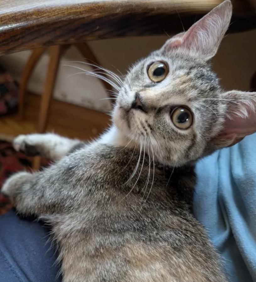 Enlarge Wren, a Adoptable Domestic Short Hair in Alexandria, VA image 3/6