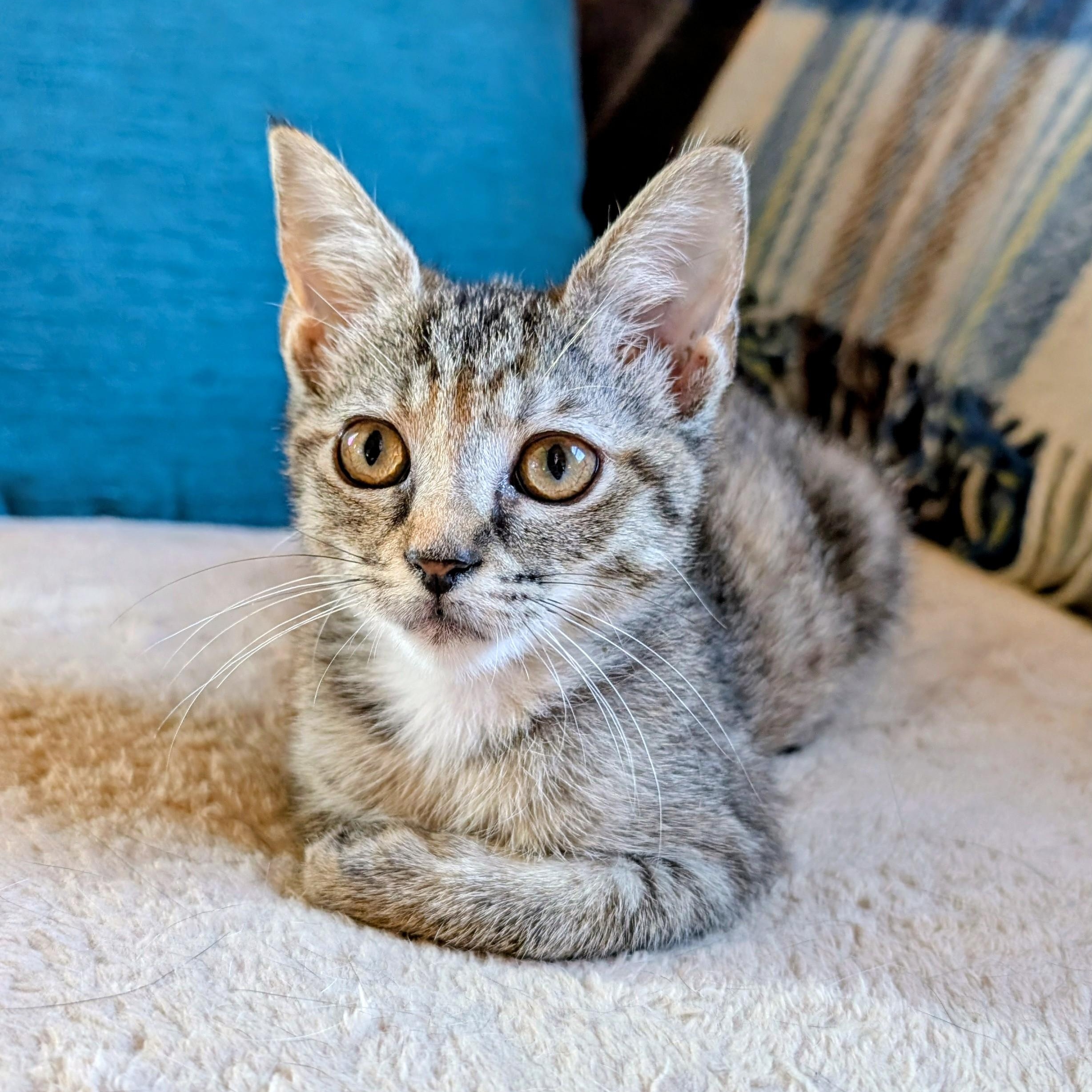 Enlarge Wren, a Adoptable Domestic Short Hair in Alexandria, VA image 4/6