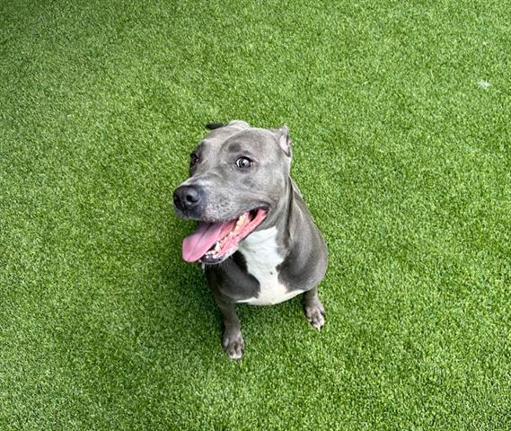 Enlarge CHERRY, a Adoptable mixed breed in Garland, TX image 1/1