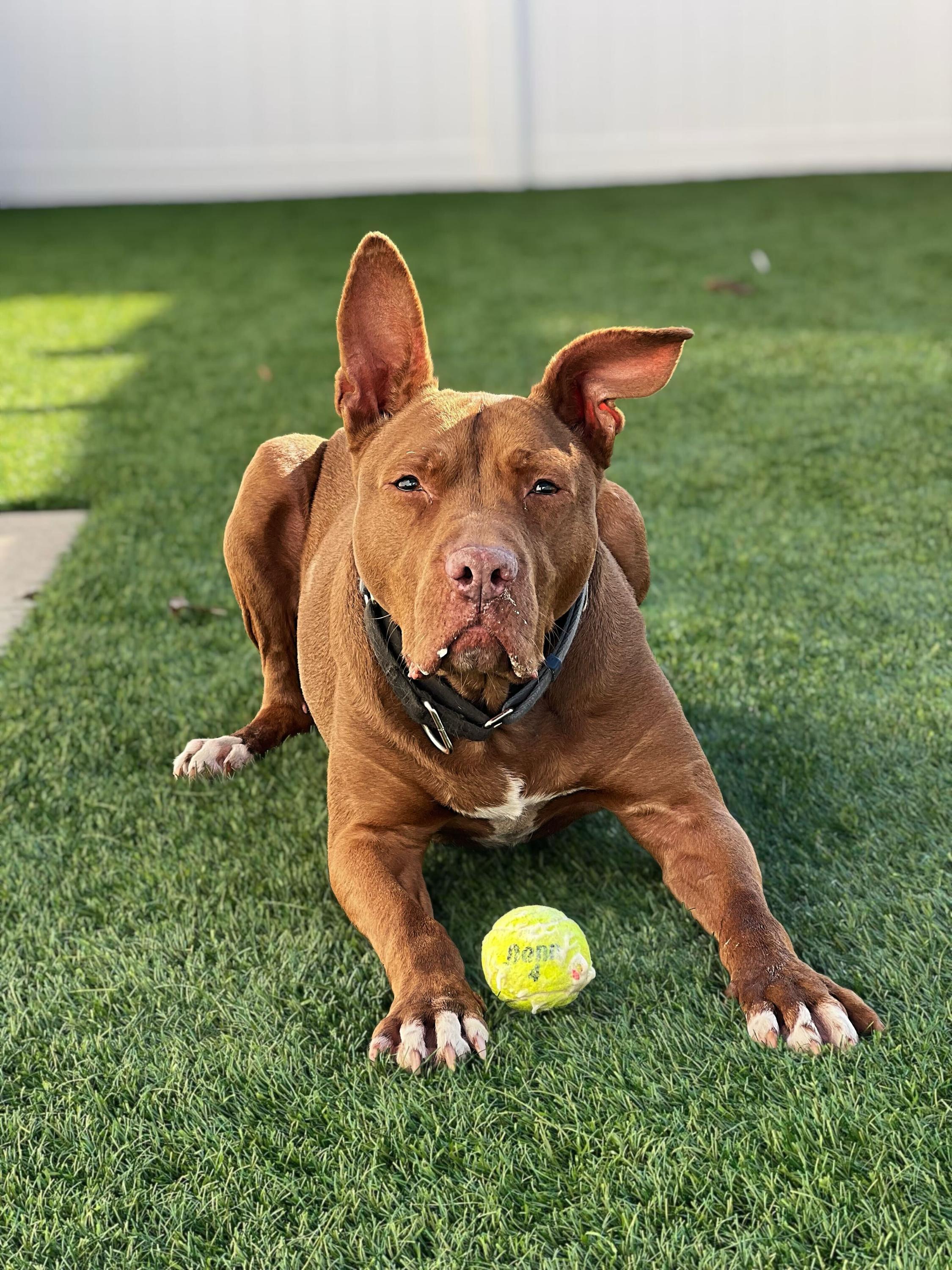Kirby , ADOPTABLE, Adult Male Great Dane & American Staffordshire Terrier.