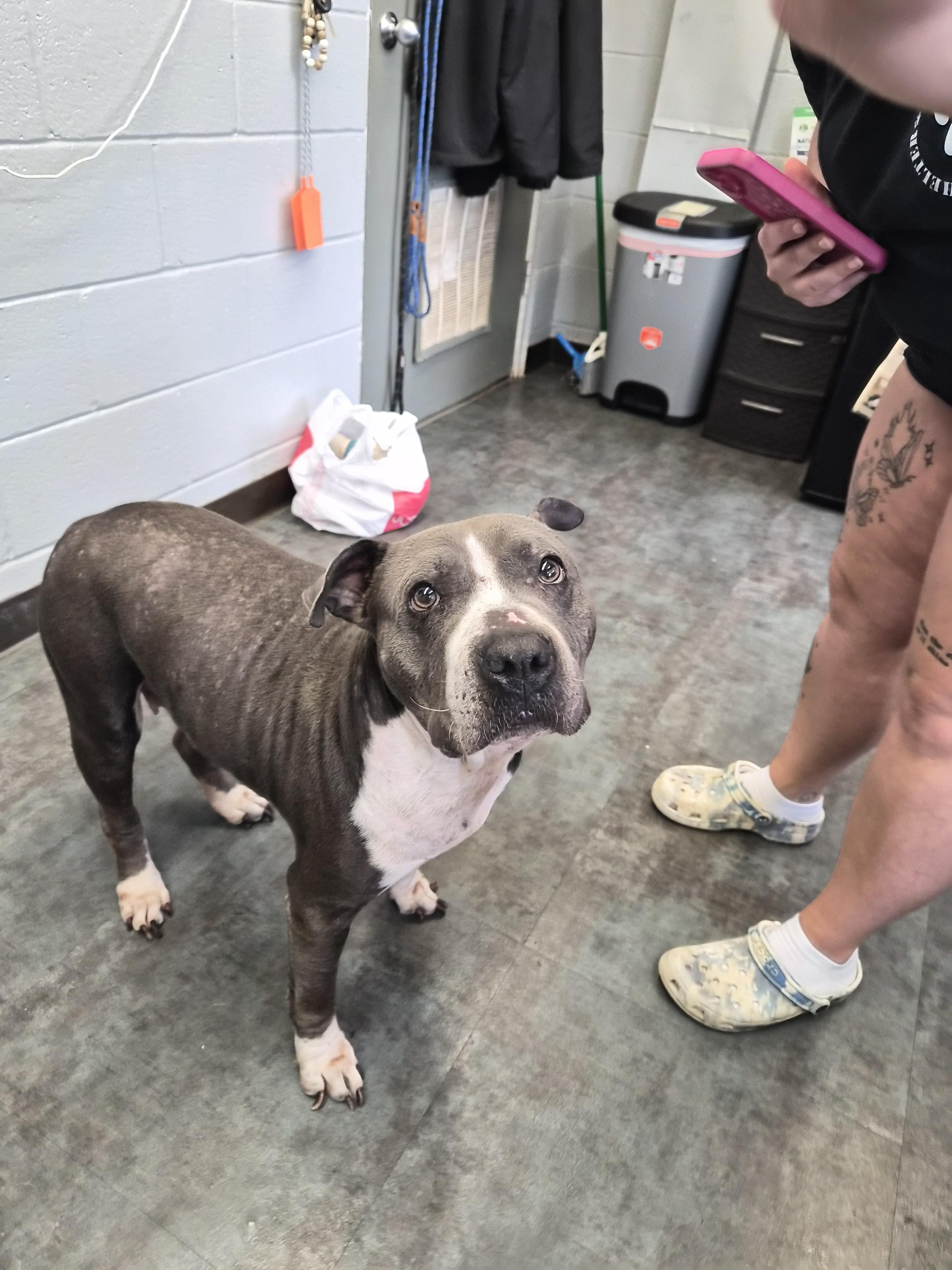 Hippa, Adoptable, Adult Female Pit Bull Terrier.