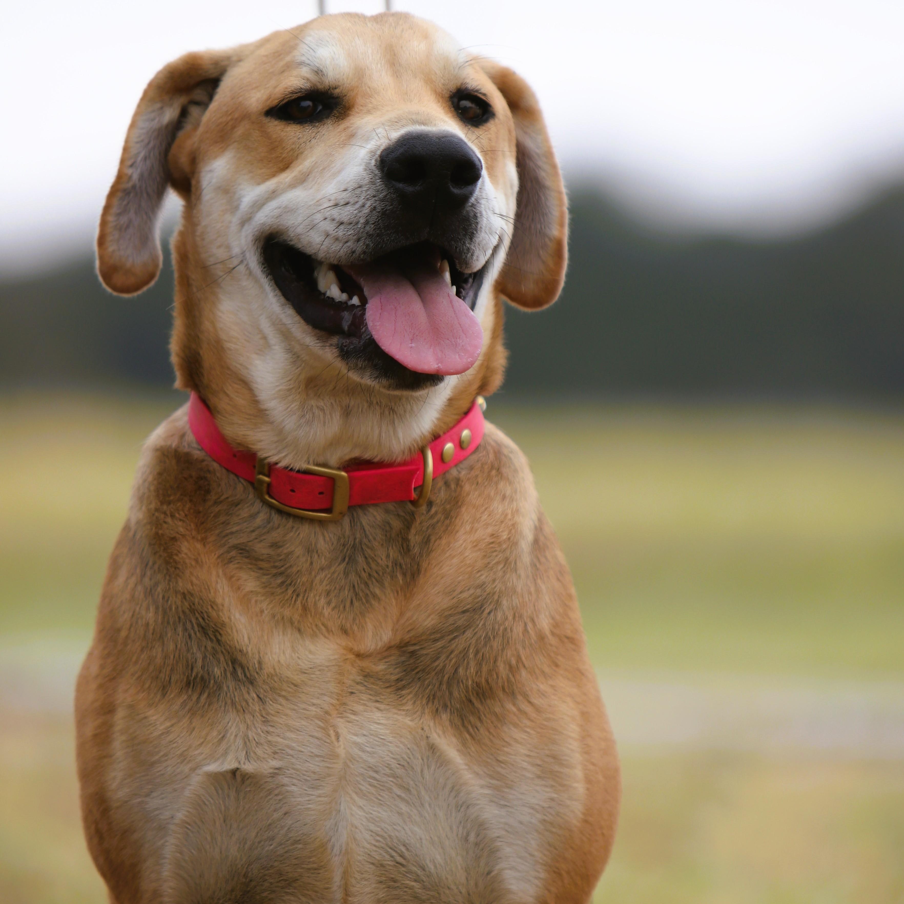 Bert, an adoptable Labrador Retriever, Schnauzer in Bowie, TX, 76230 | Photo Image 1