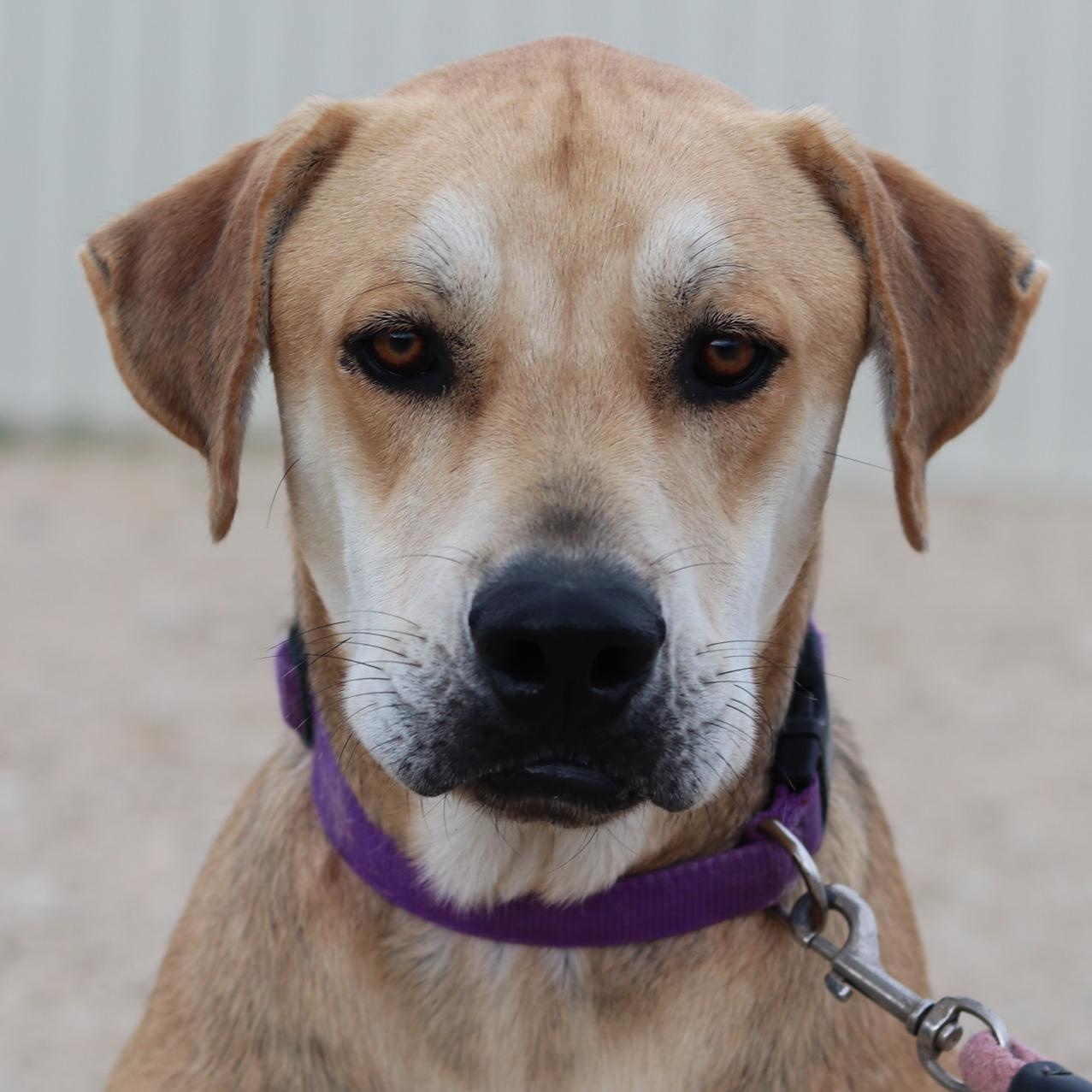 Bert, an adoptable Labrador Retriever, Schnauzer in Bowie, TX, 76230 | Photo Image 1