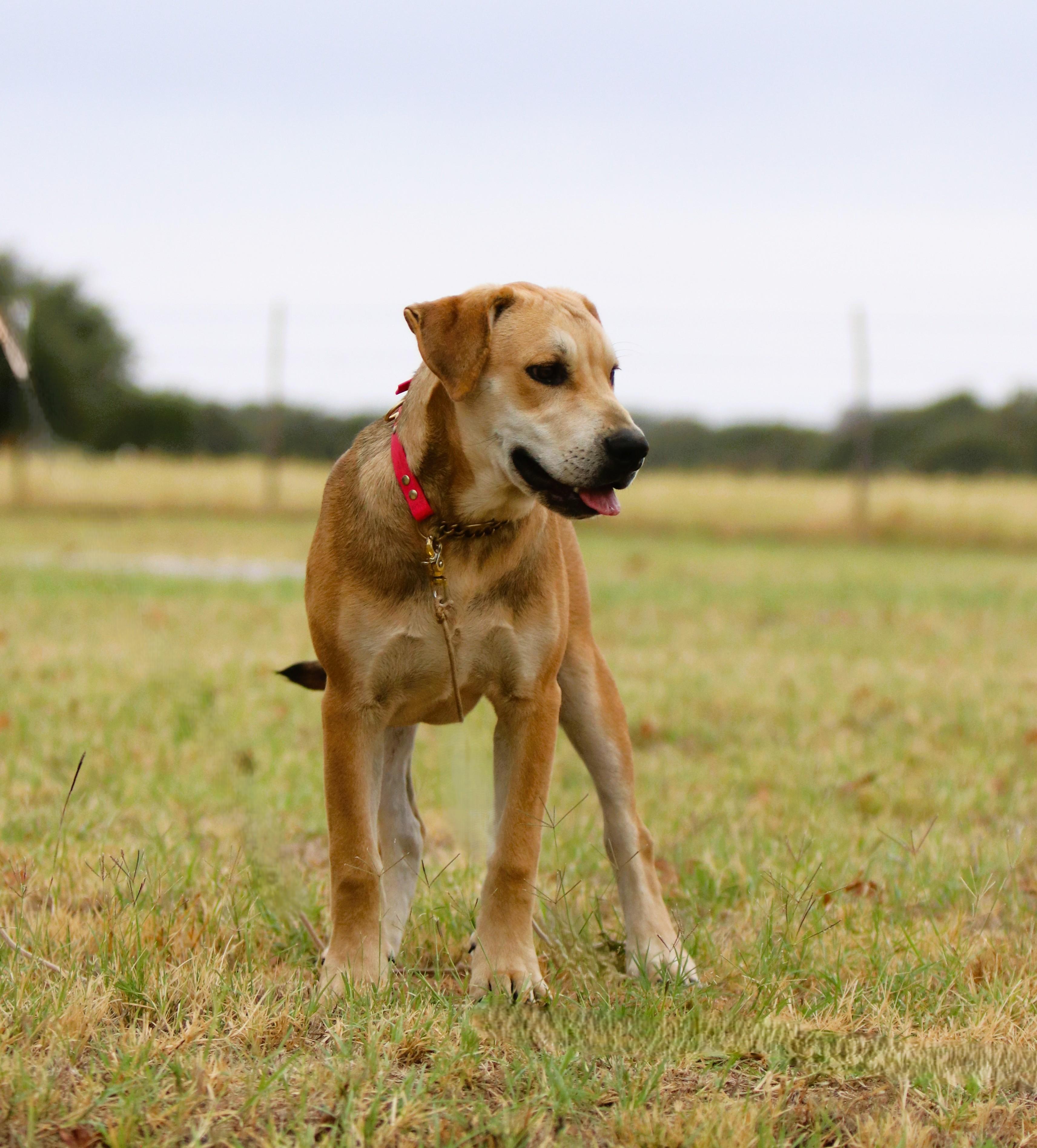Bert, an adoptable Labrador Retriever, Schnauzer in Bowie, TX, 76230 | Photo Image 5