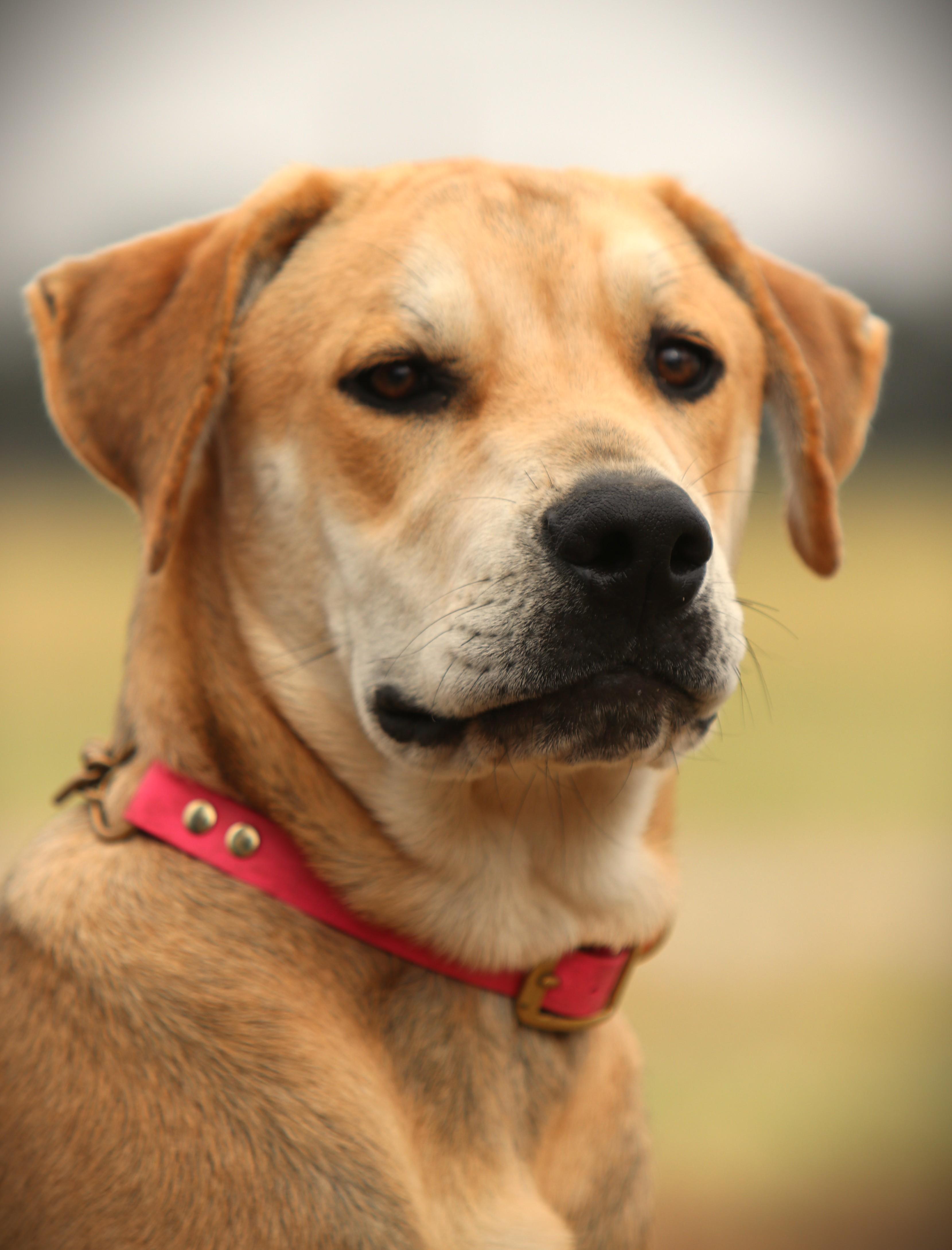 Bert, an adoptable Labrador Retriever, Schnauzer in Bowie, TX, 76230 | Photo Image 2